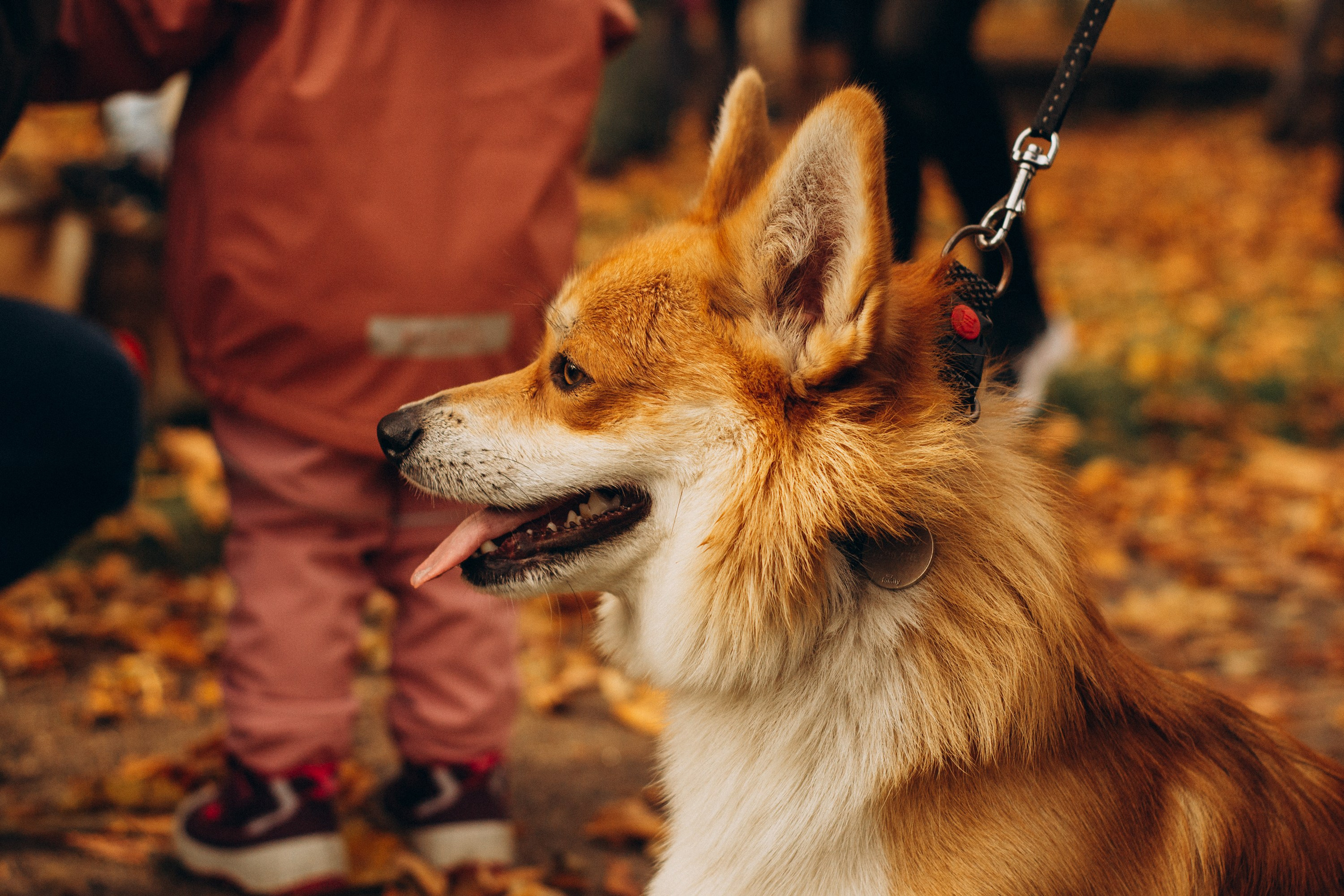 Corgi party, october. Kat Laisaar — Pet photographer in Tallinn
