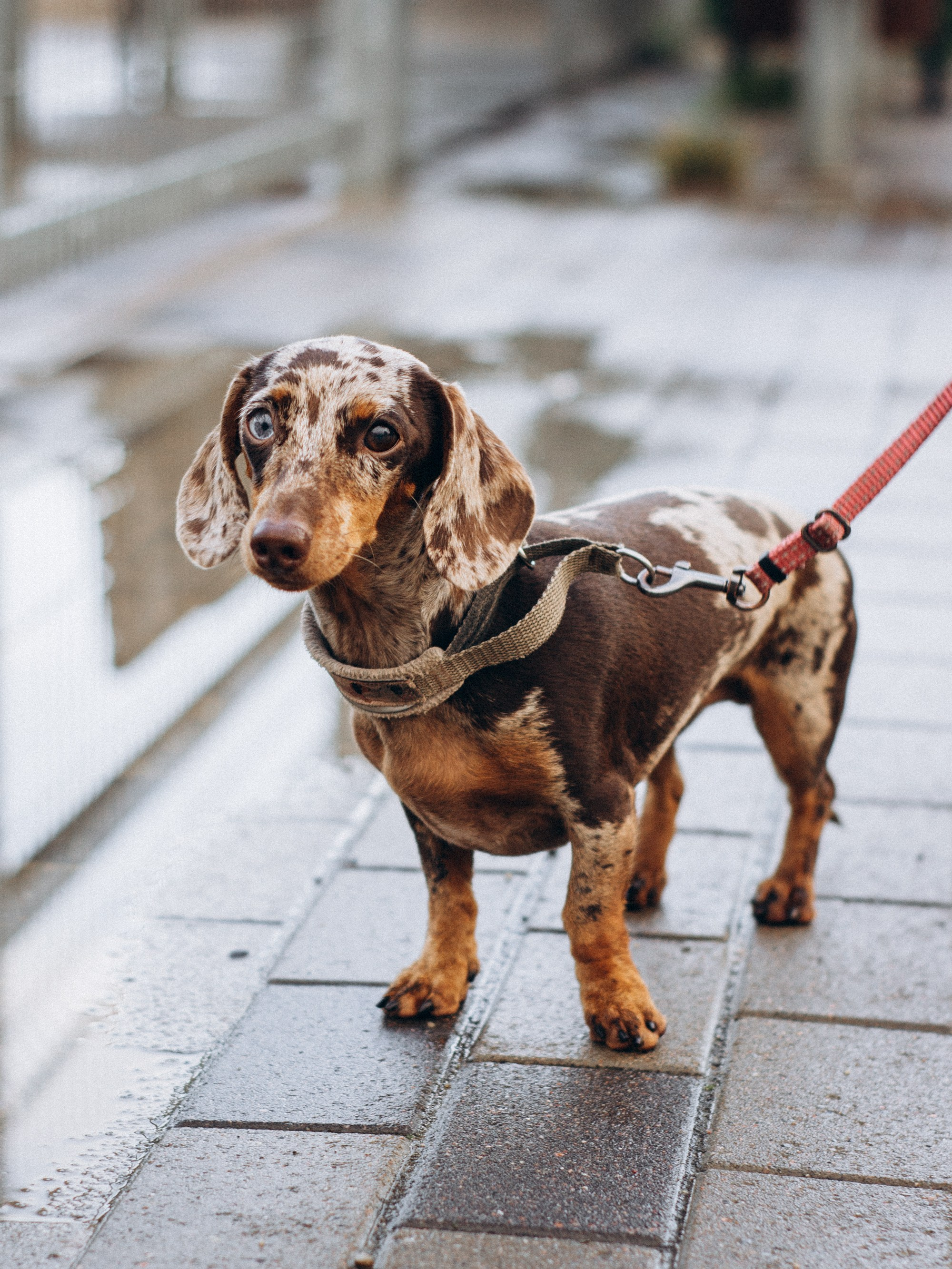 Dog Street Photography in Estonia. Kat Laisaar — Pet photographer in Tallinn