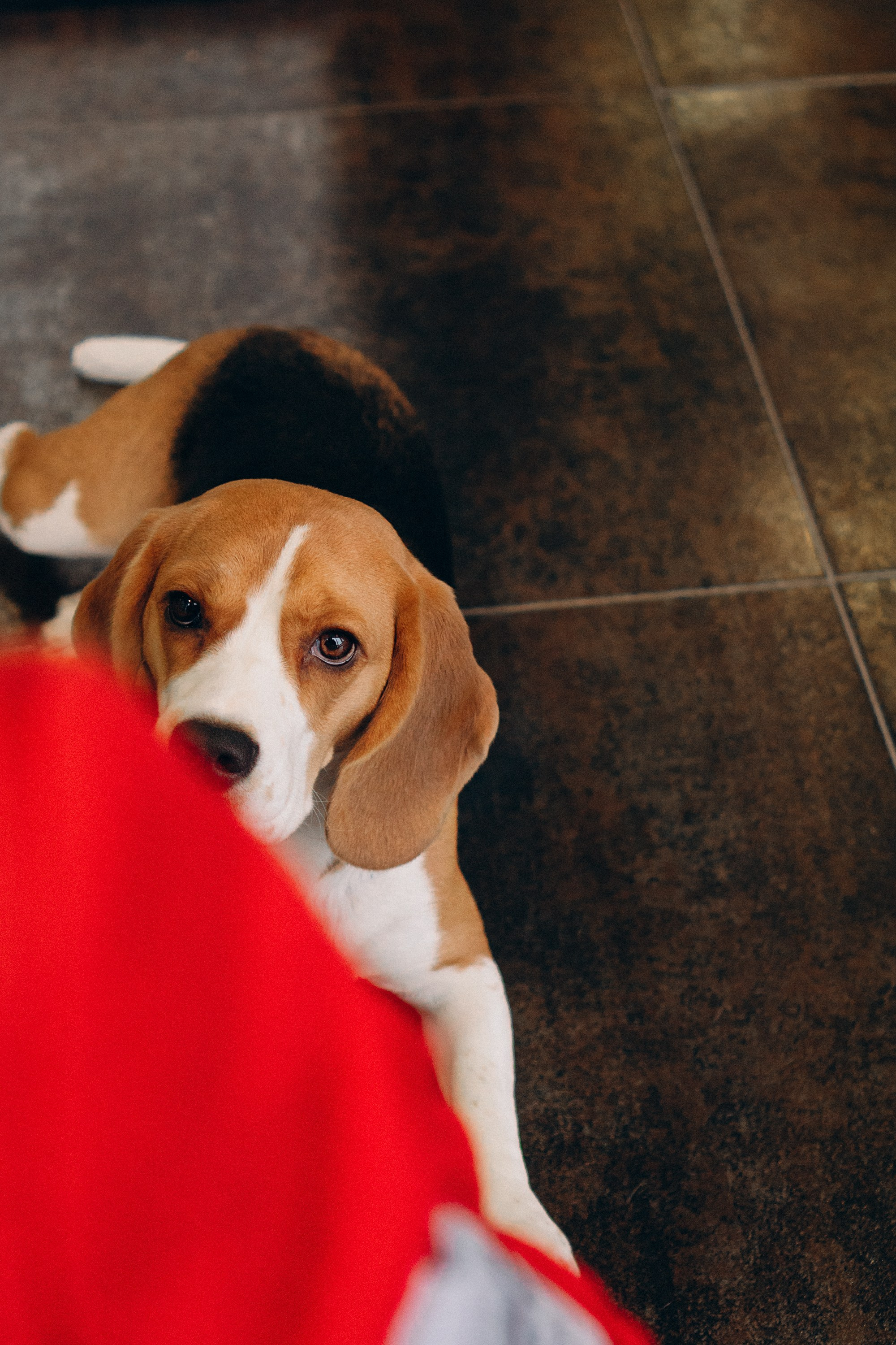 Luure & Cascada. Kat Laisaar — Pet photographer in Tallinn