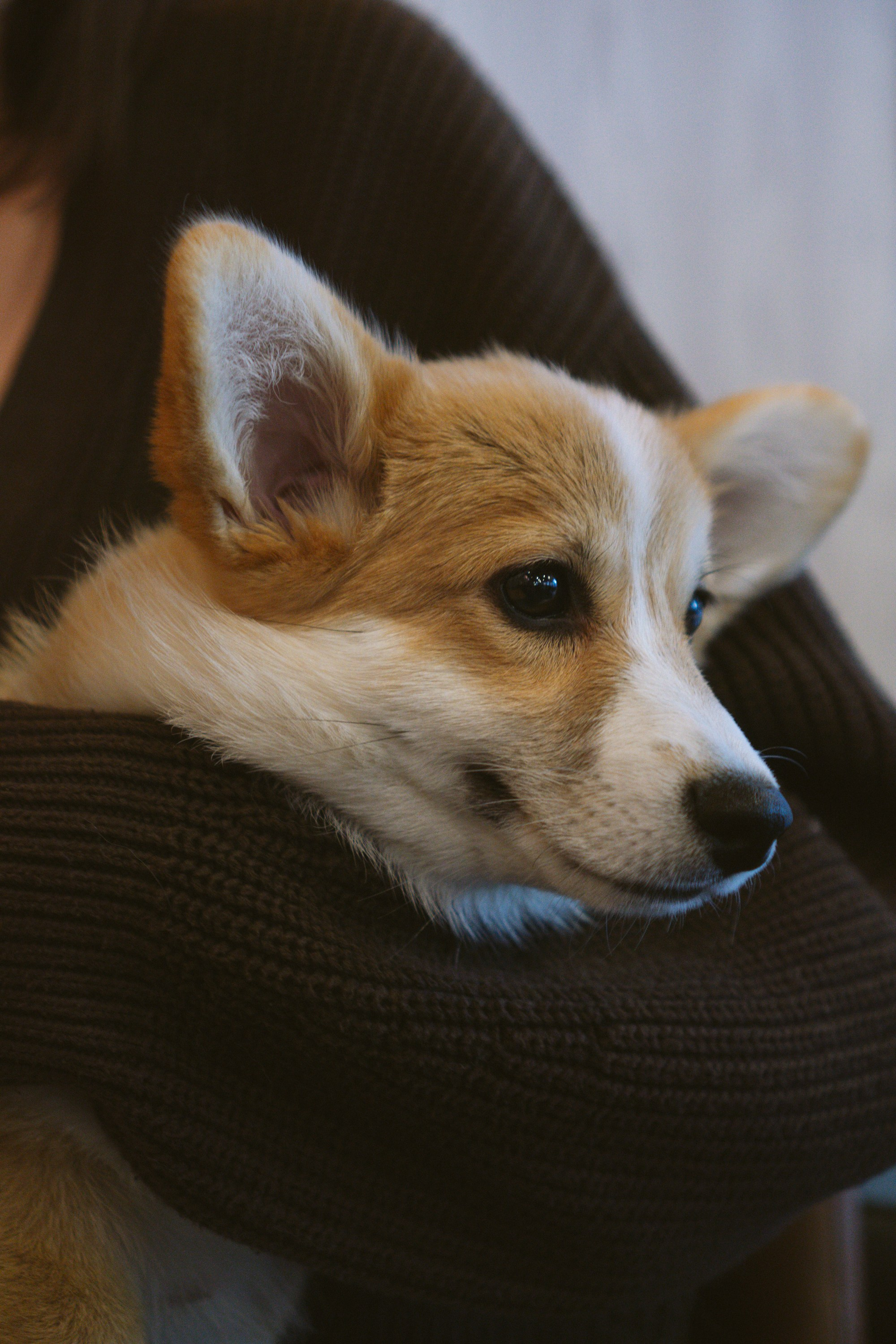 Anastasia and her Ada, Pembroke Welsh Corgi. Kat Laisaar — Pet photographer in Tallinn