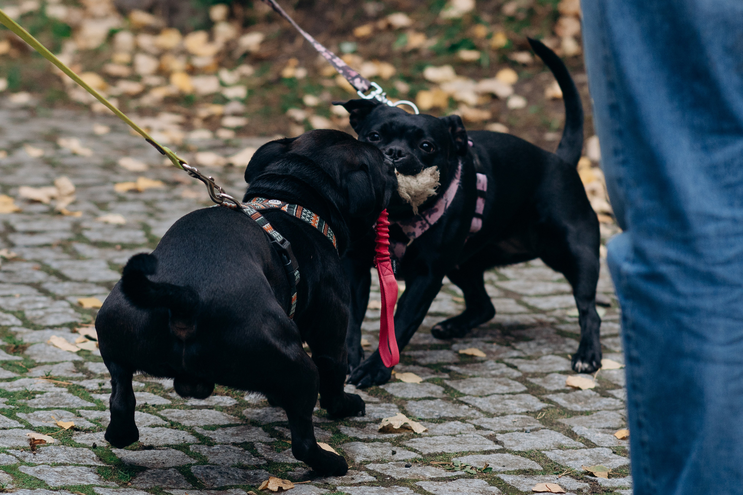 Staffordshire Bull Terriers Meetup. Kat Laisaar — Pet photographer in Tallinn