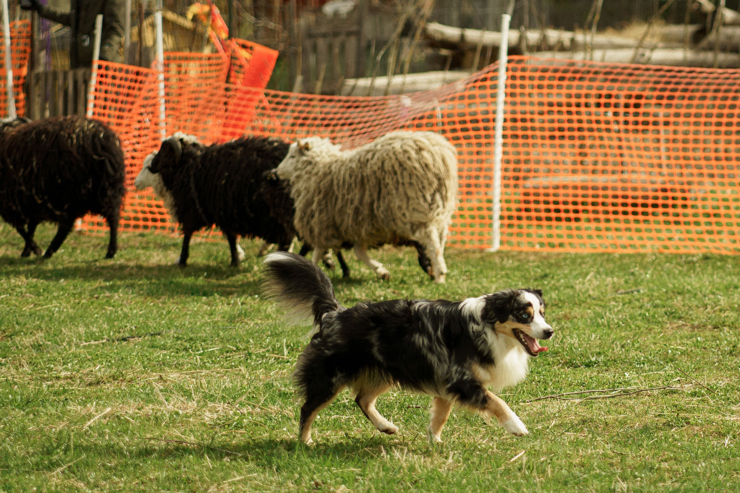 Herding Days, 26 apr. 2025. Kat Laisaar — Pet photographer in Tallinn
