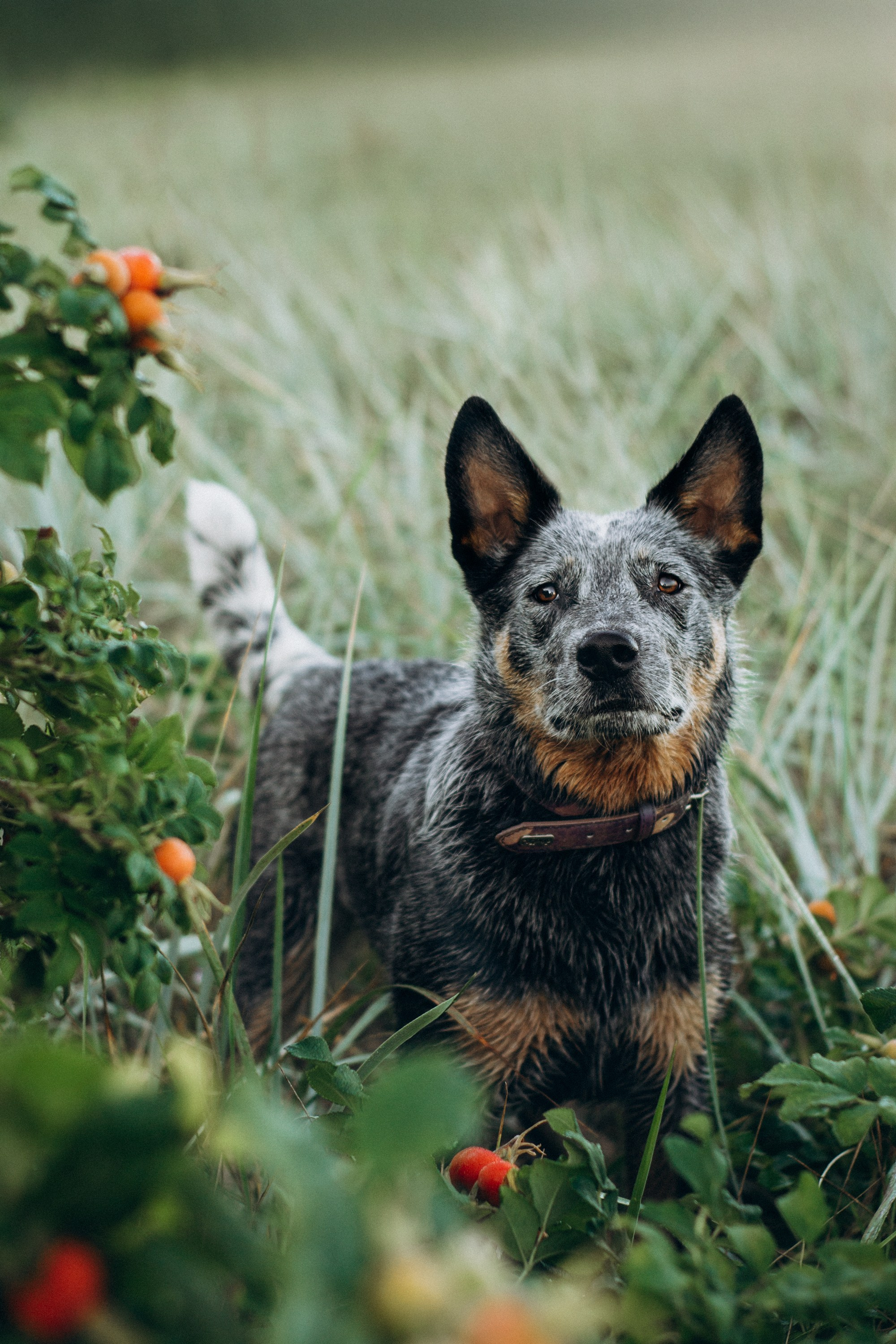 Dakota, Australian Cattle Dog. Kat Laisaar — Pet photographer in Tallinn