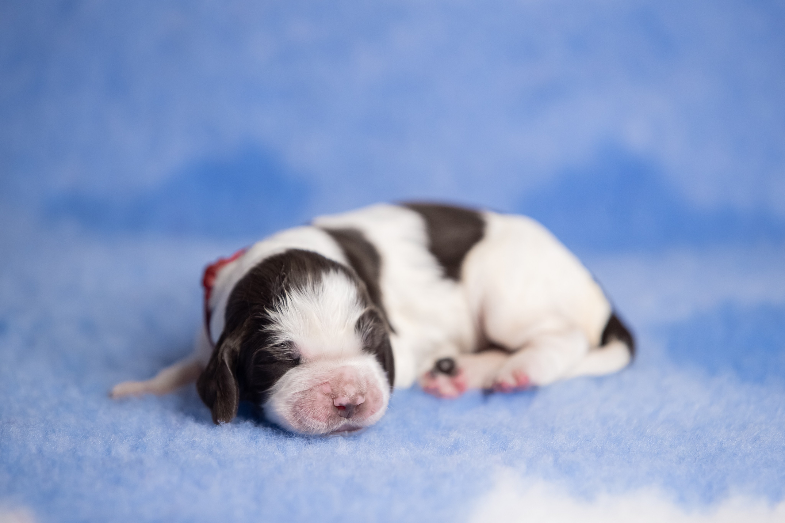 Female — Red collar ❤️. Website of the titled stud dog of the Springer Spaniel breed