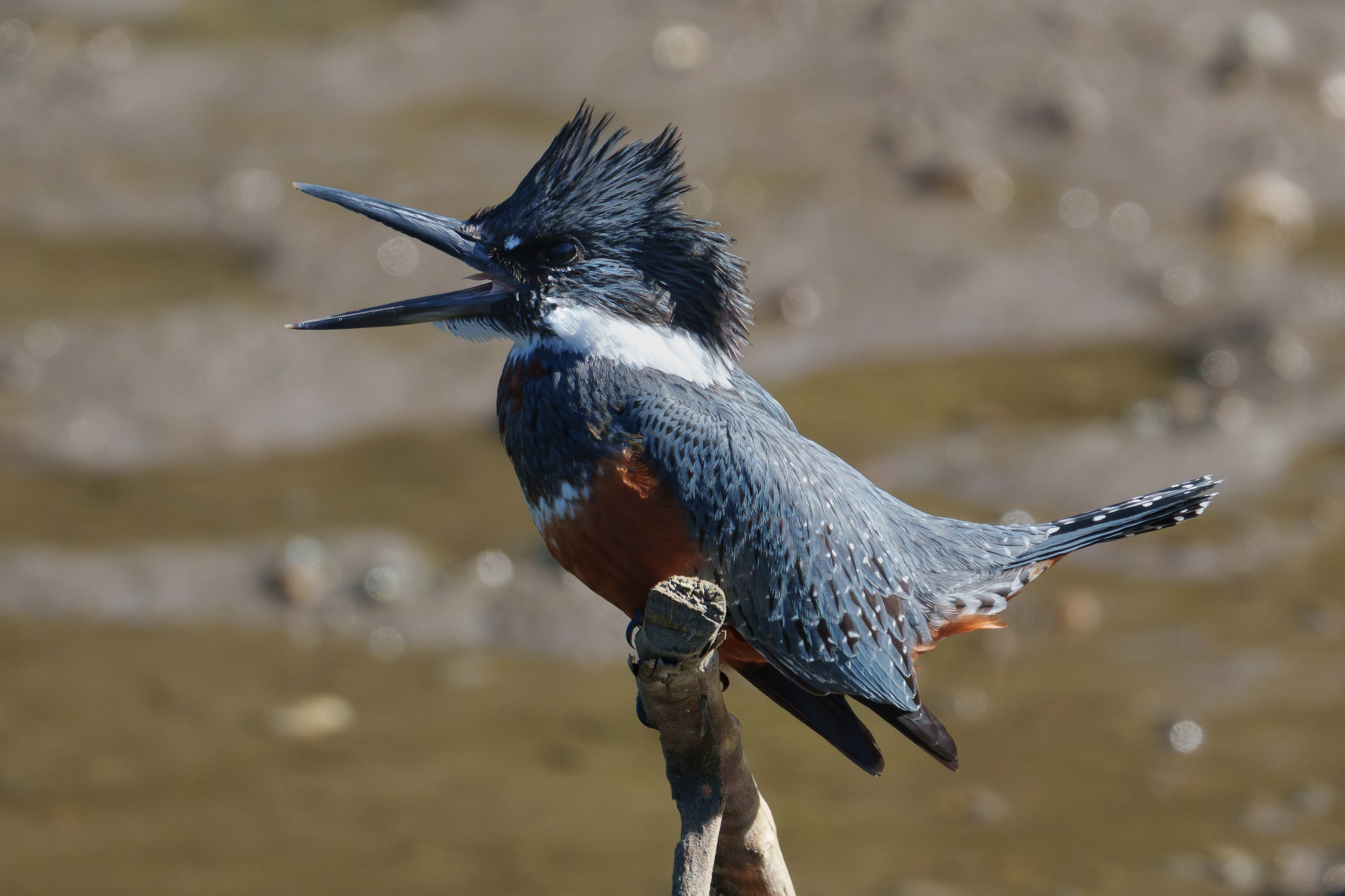 Fauna. Fotografía del día a día. Yuri Marín C