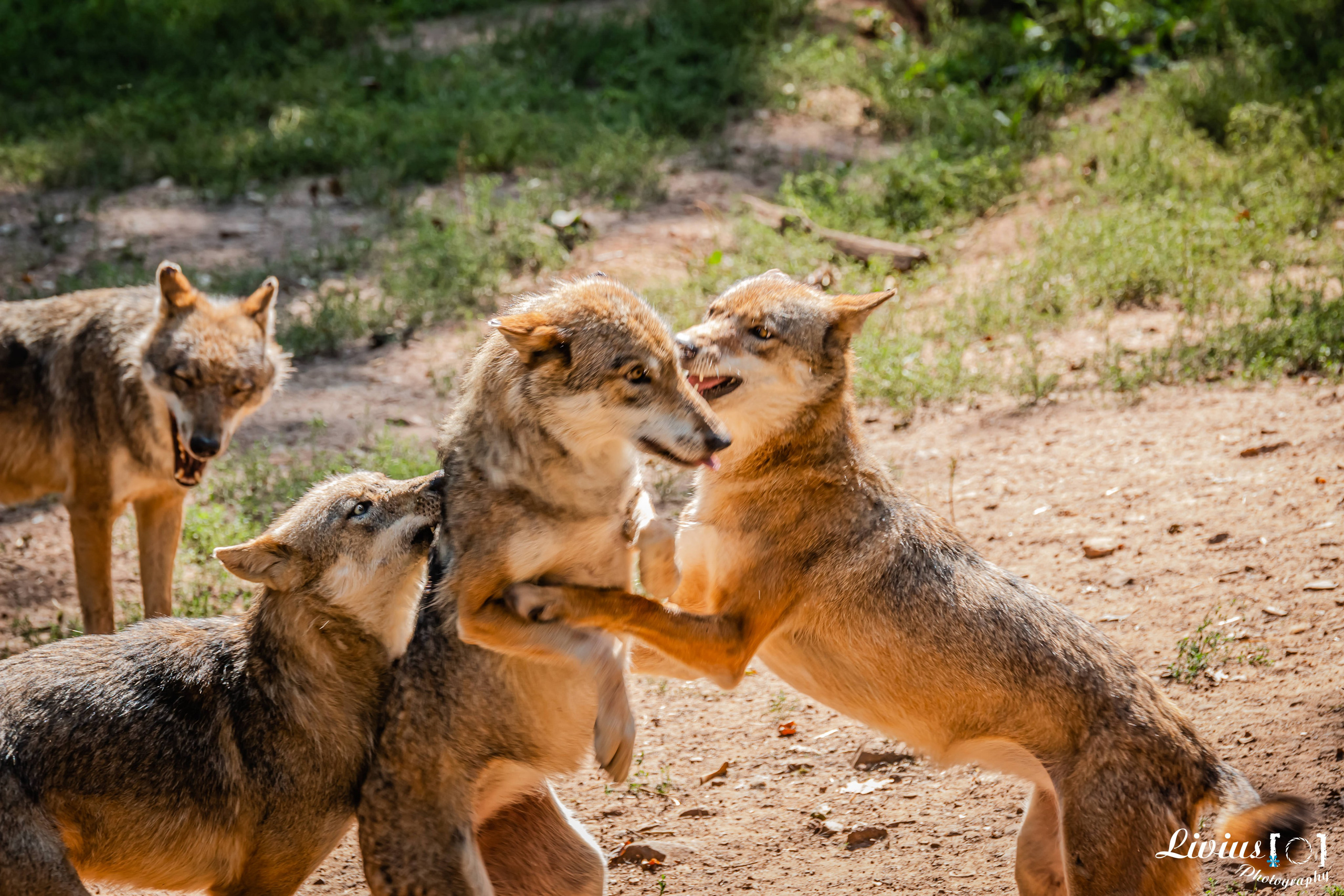 Wildpark Tambach. FOTO KREATIV
