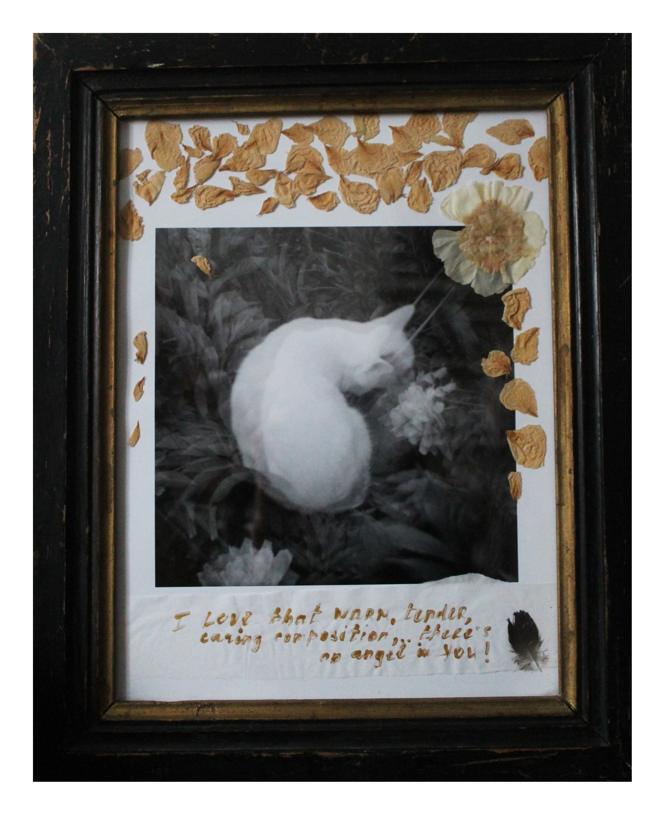 Cat Caravan. Natalia Parfenova visual artist film photographer