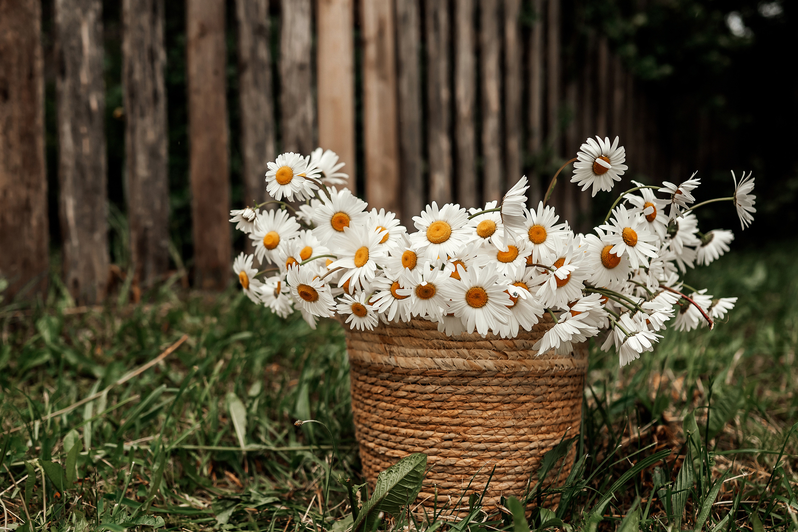 Laura. Ваш фотограф в Латгалии — Александра Юхневича!