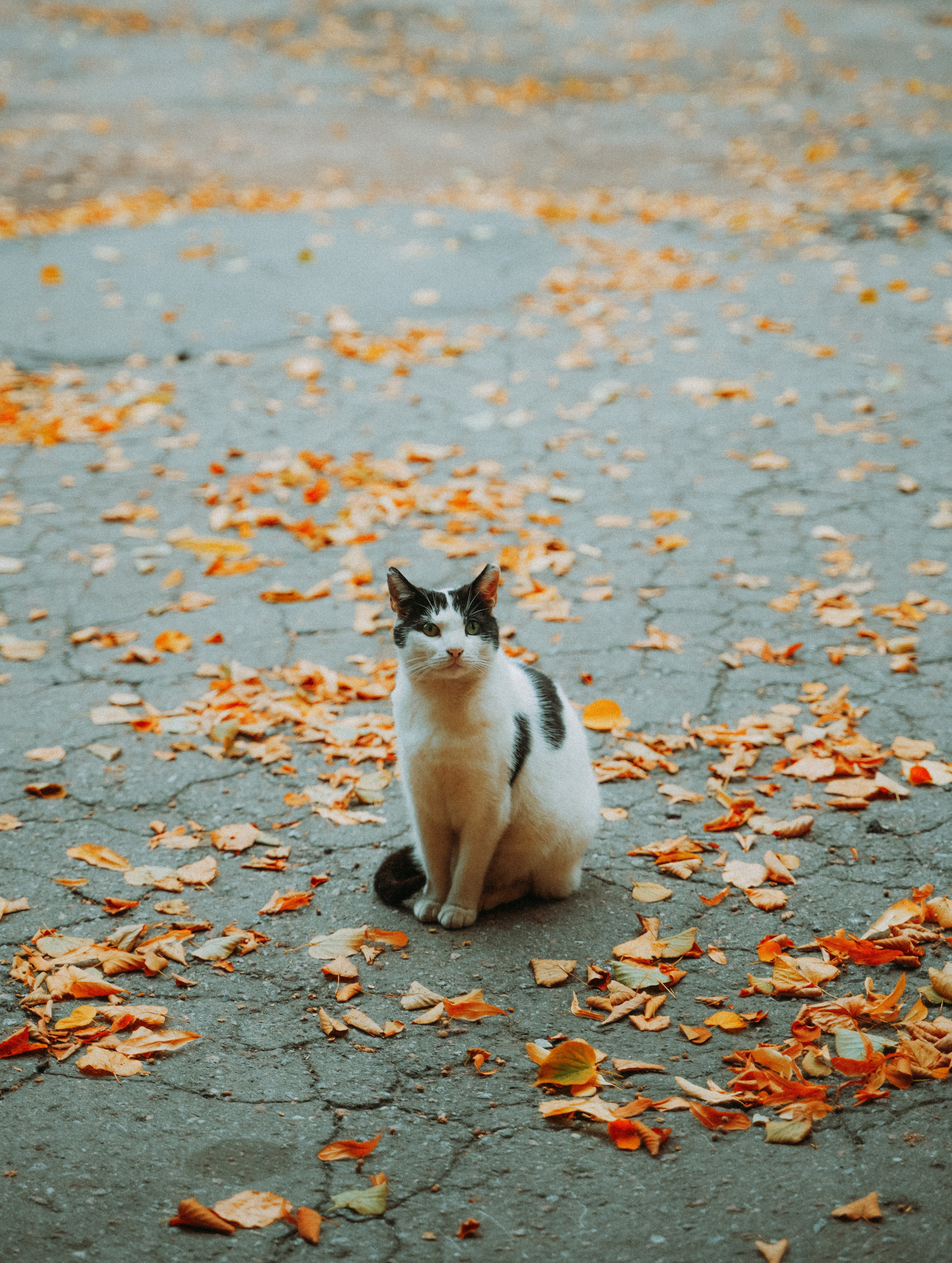 Кот шпедингера. Стрит-фотография, полная абсурда, идиотизма и красоты