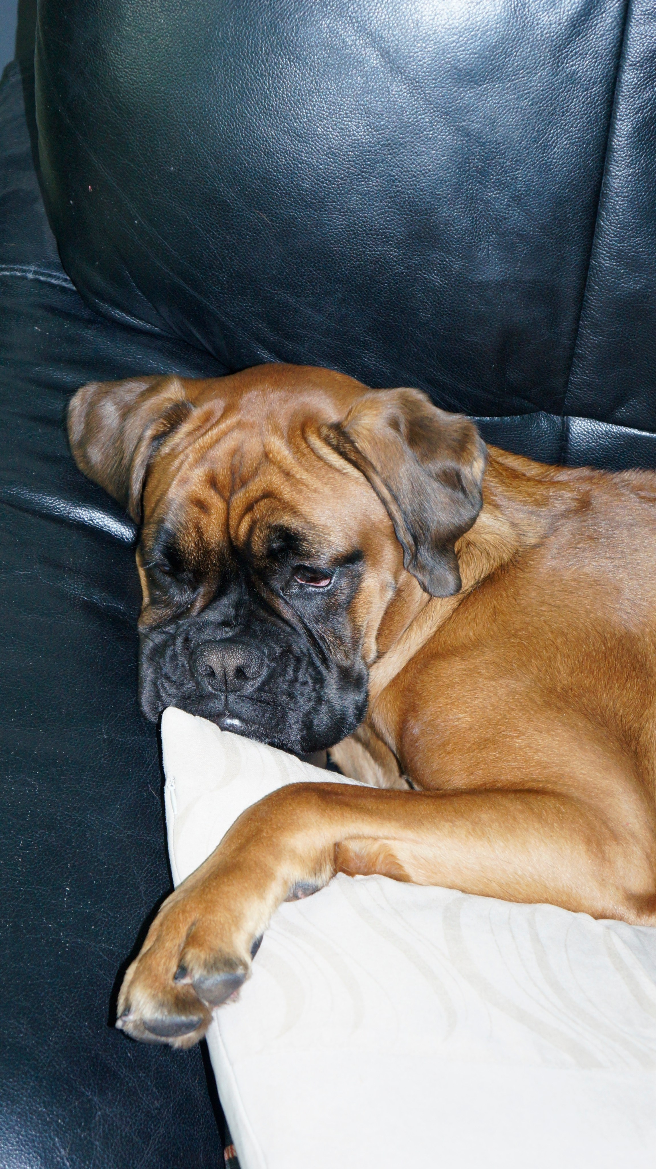 My ״Star״ Boxer Dog