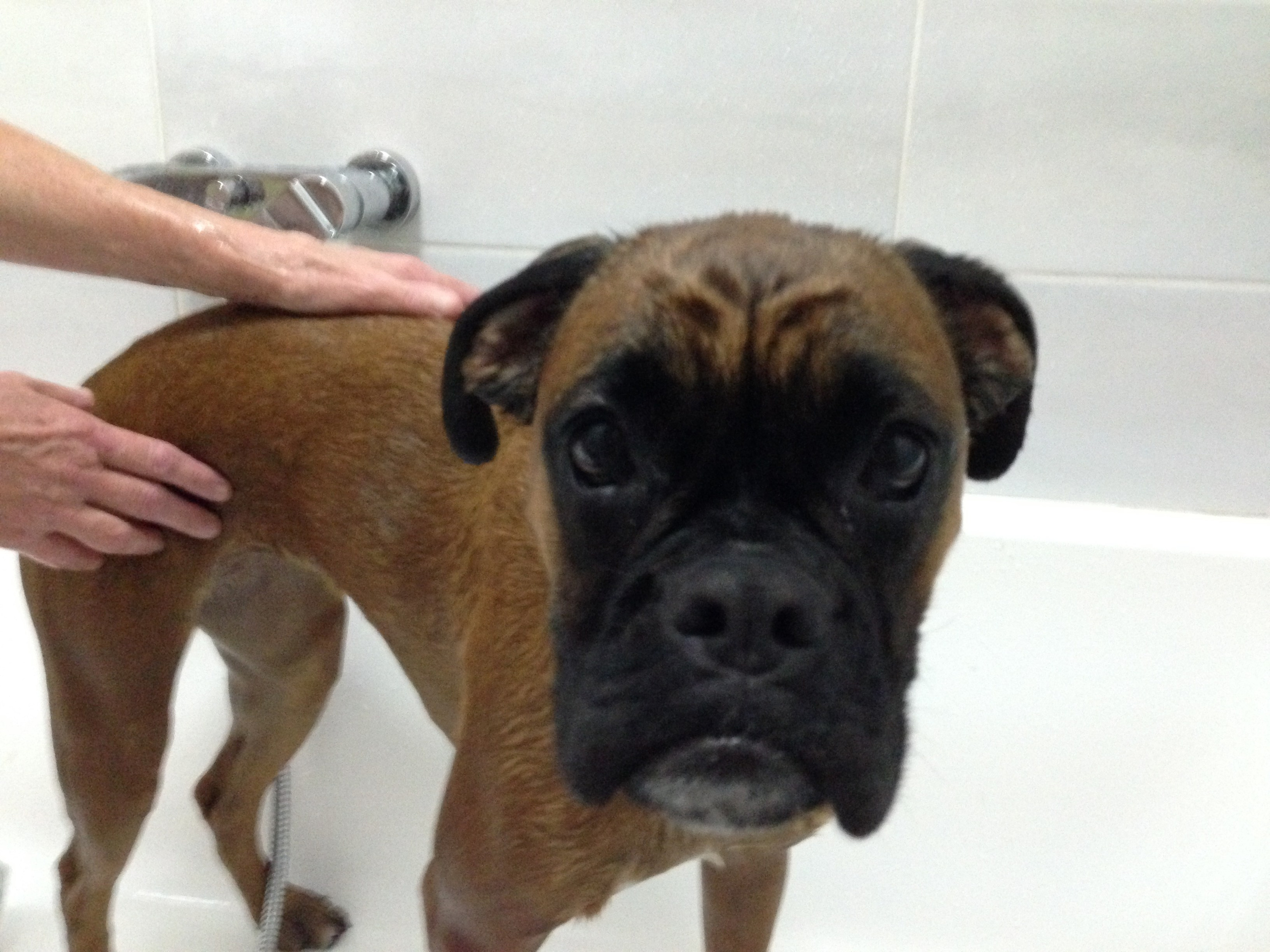 My ״Star״ Boxer Dog