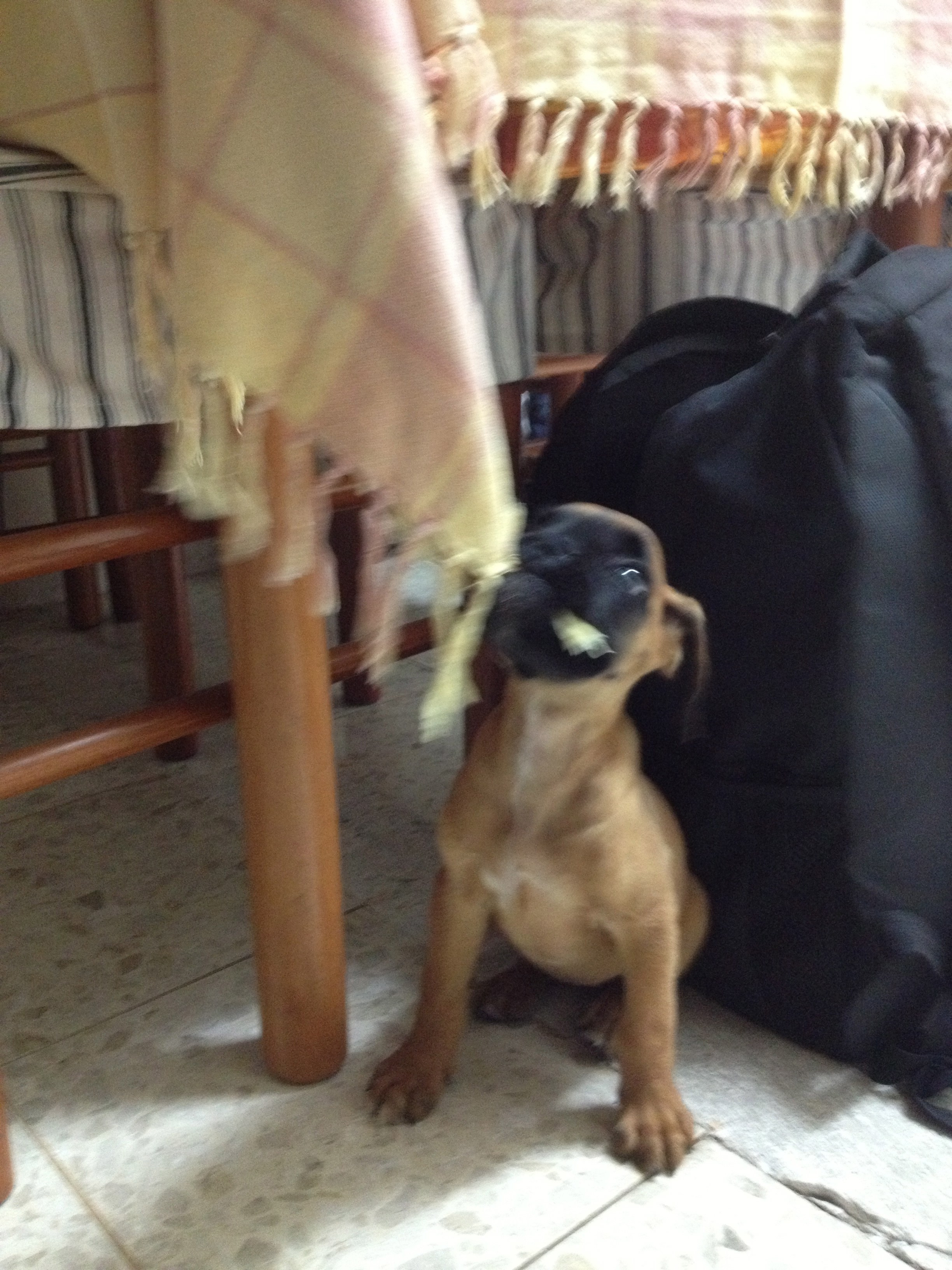 My ״Star״ Boxer Dog