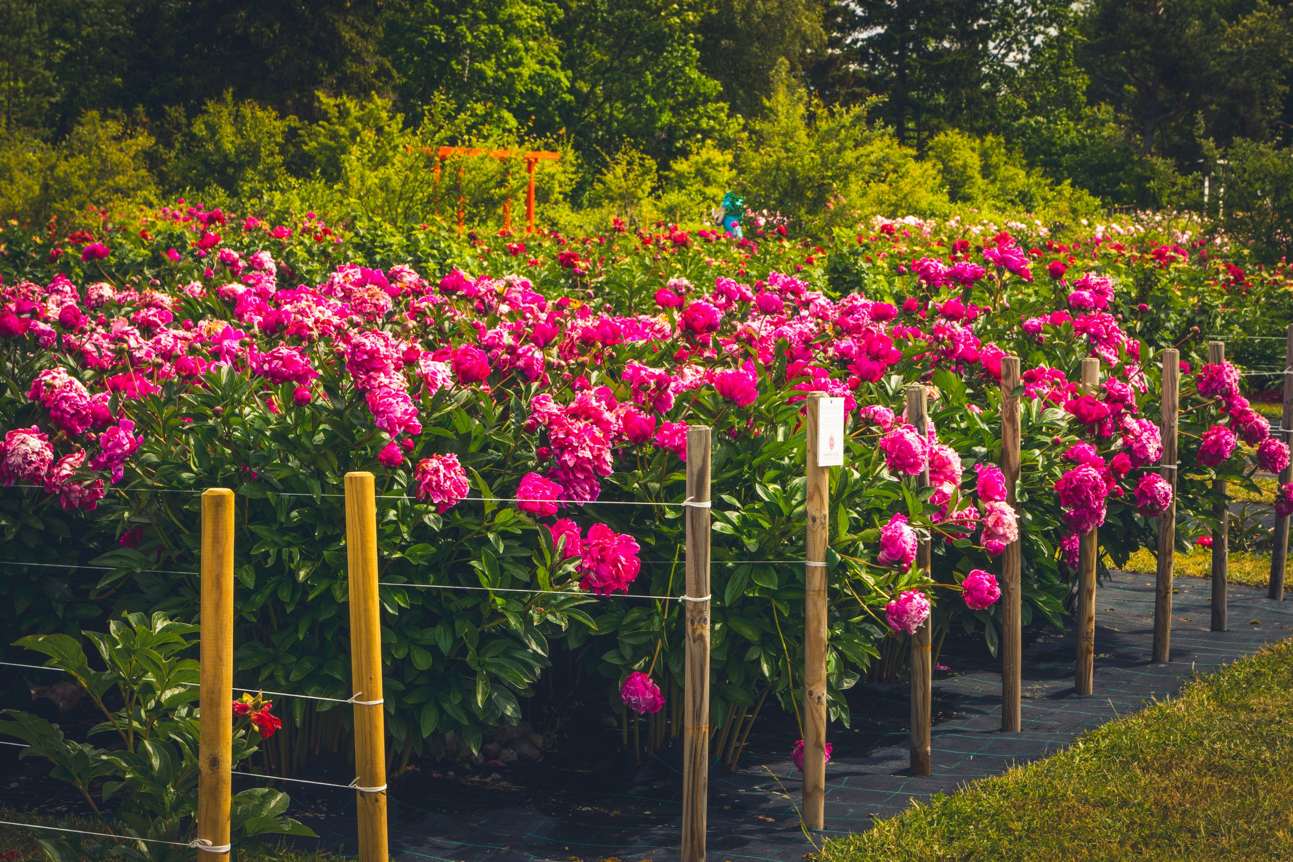 Saarema, reis. Nebula 25 — Fotod teie hingele