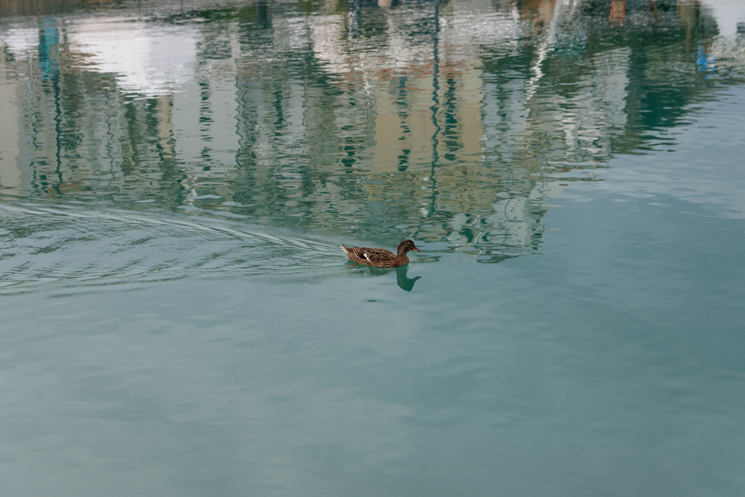 Animals. Portrait and Street photographer in Vilnius Edgar Shaipunas