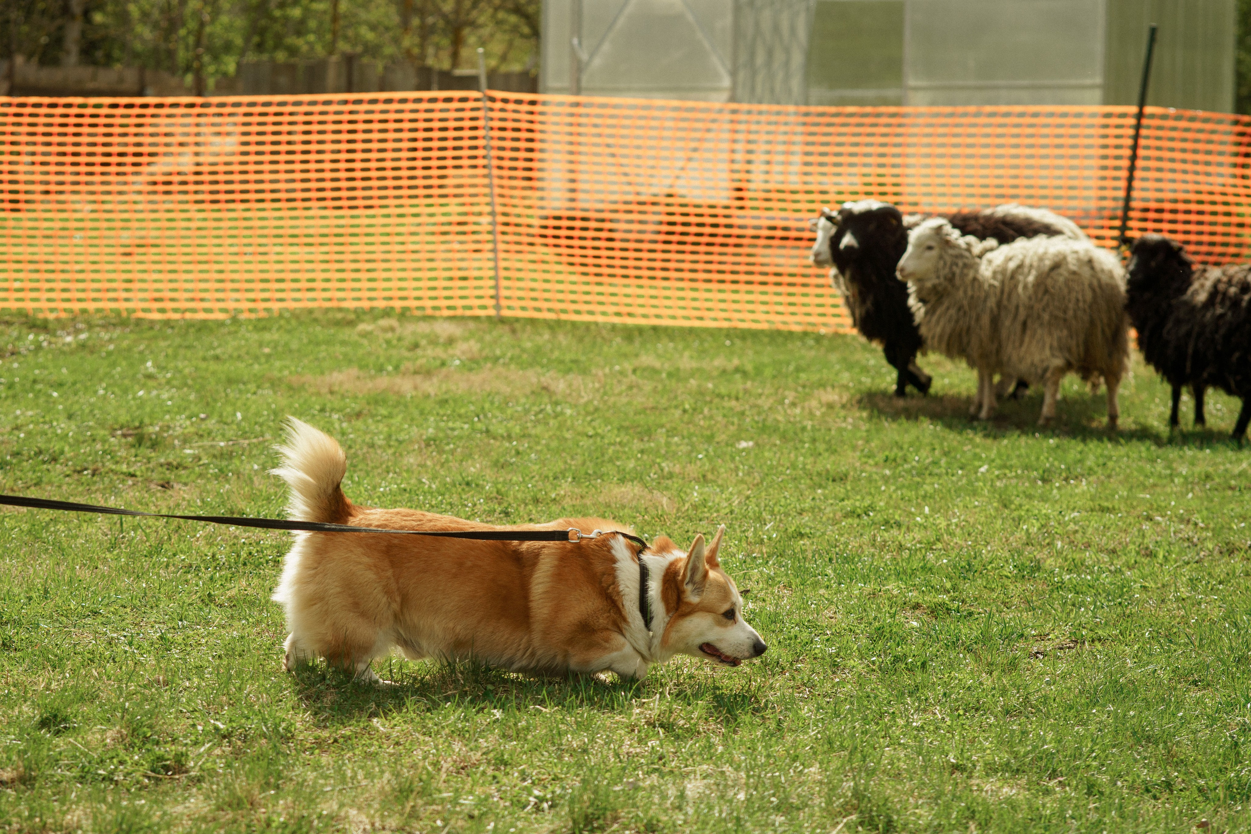 Herding Days, 26 apr. 2025. Kat Laisaar — Pet photographer in Tallinn