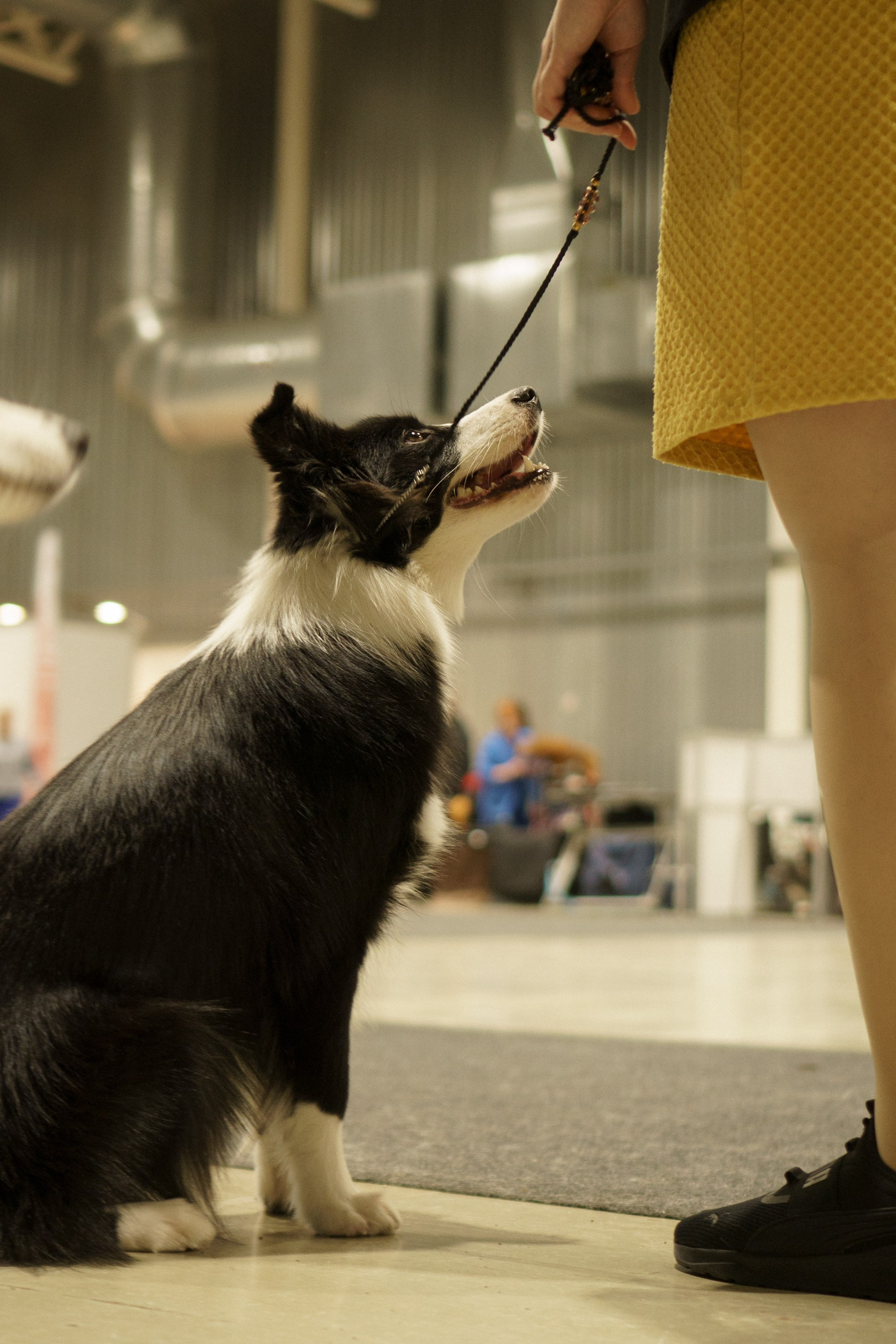Tartu International Dog Show. Kat Laisaar — Pet photographer in Tallinn
