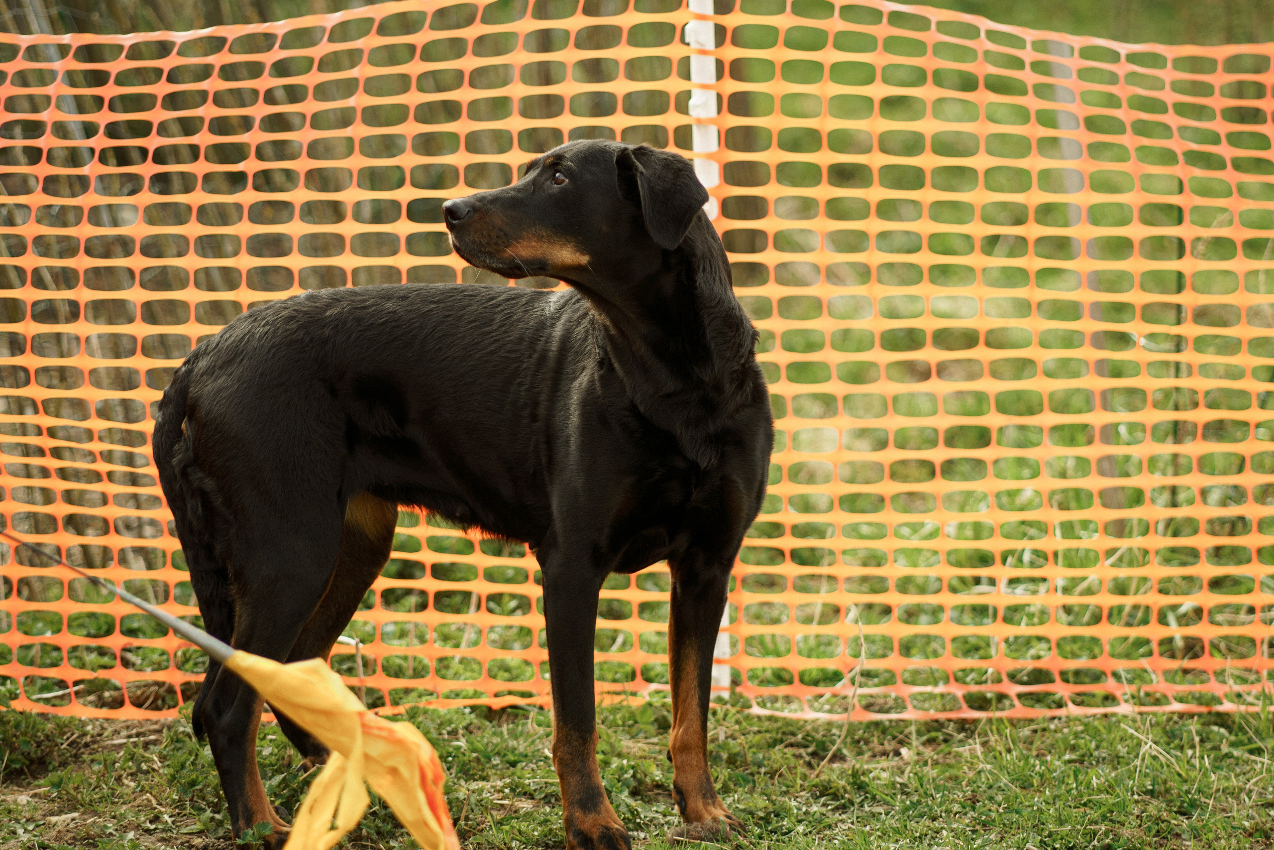 Herding Days, 26 apr. 2025. Kat Laisaar — Pet photographer in Tallinn
