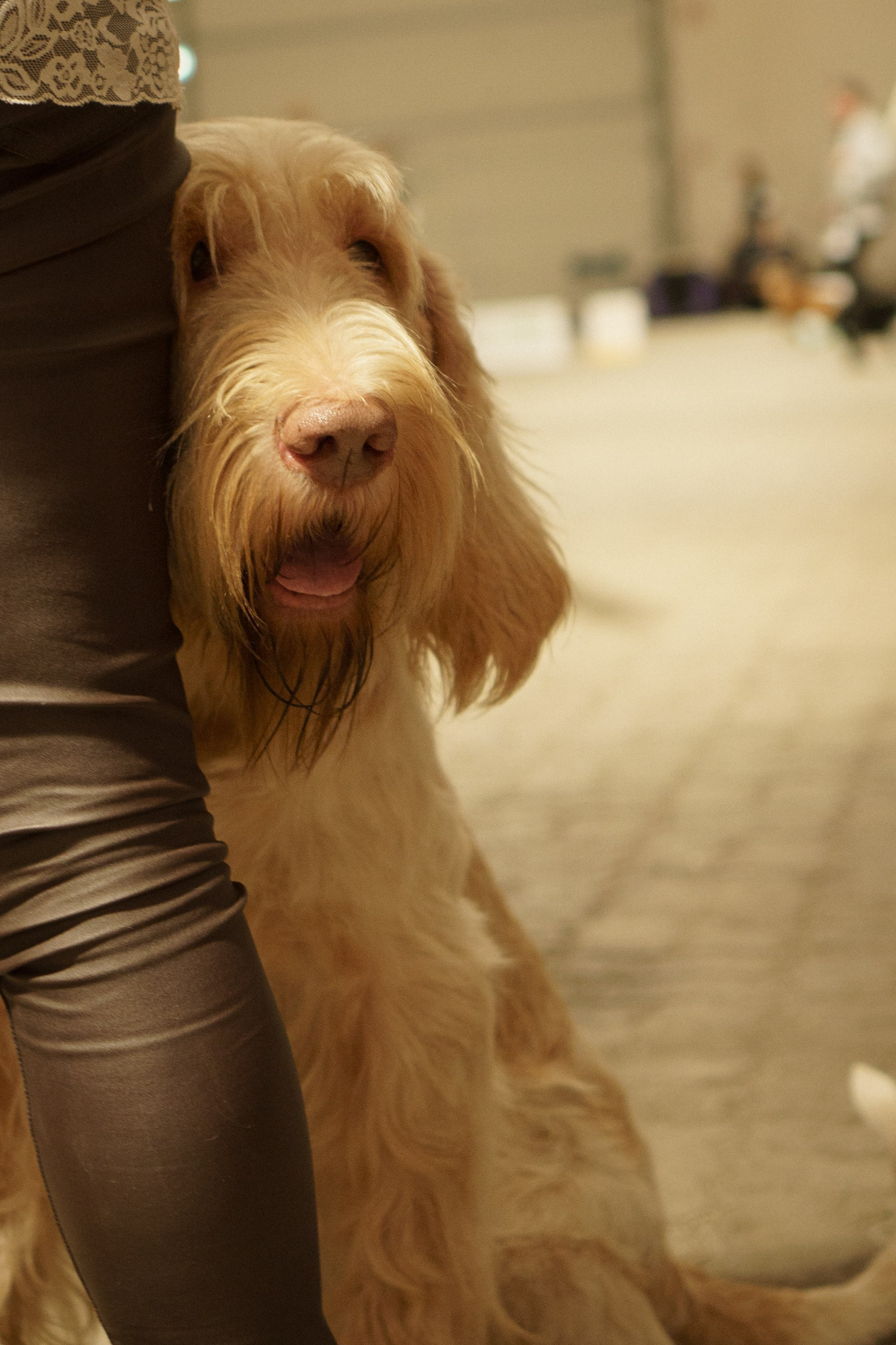 Tartu International Dog Show. Kat Laisaar — Pet photographer in Tallinn