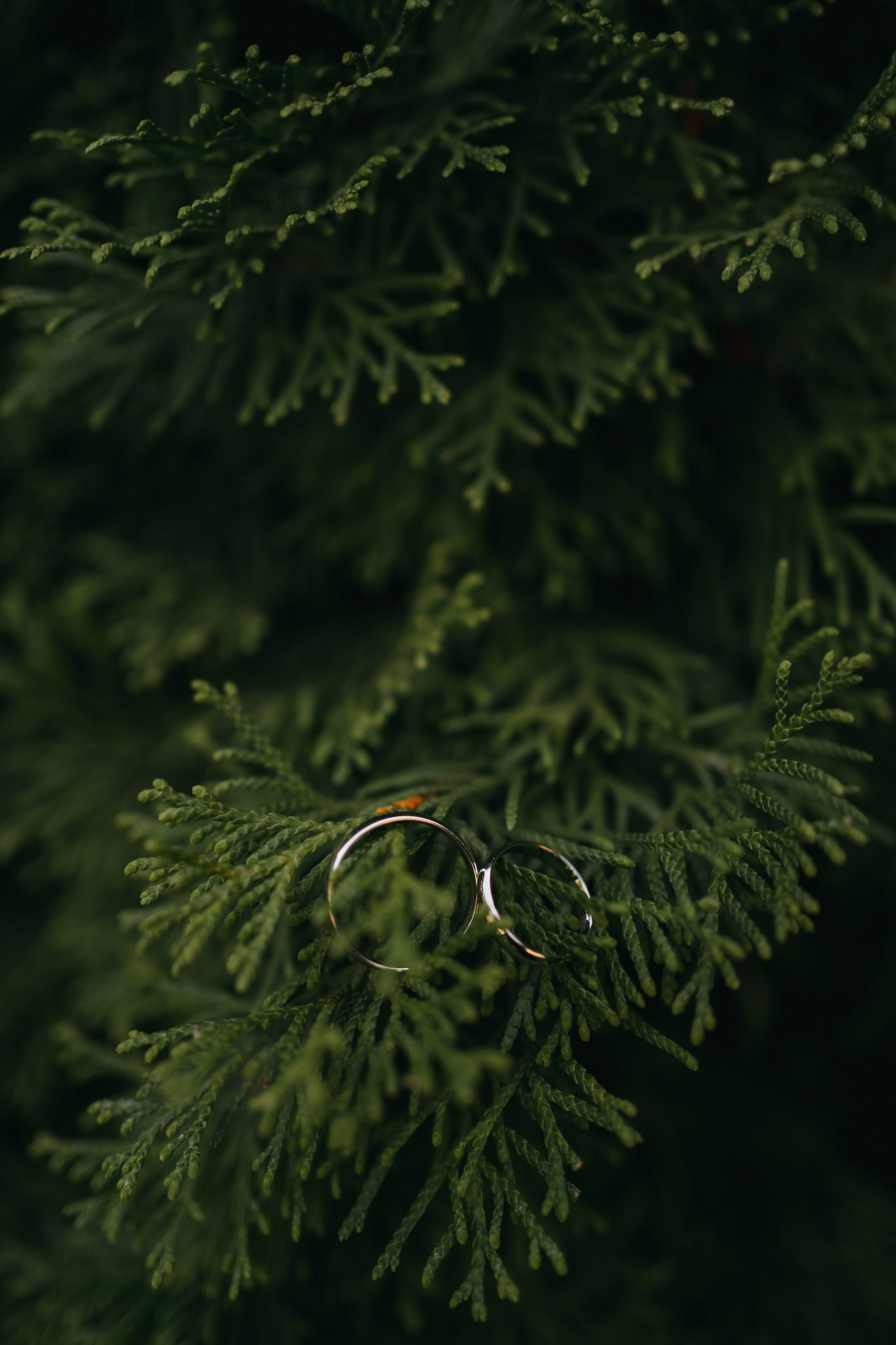 R & E. Fotograf Nunta Iasi - Hearts & Pictures