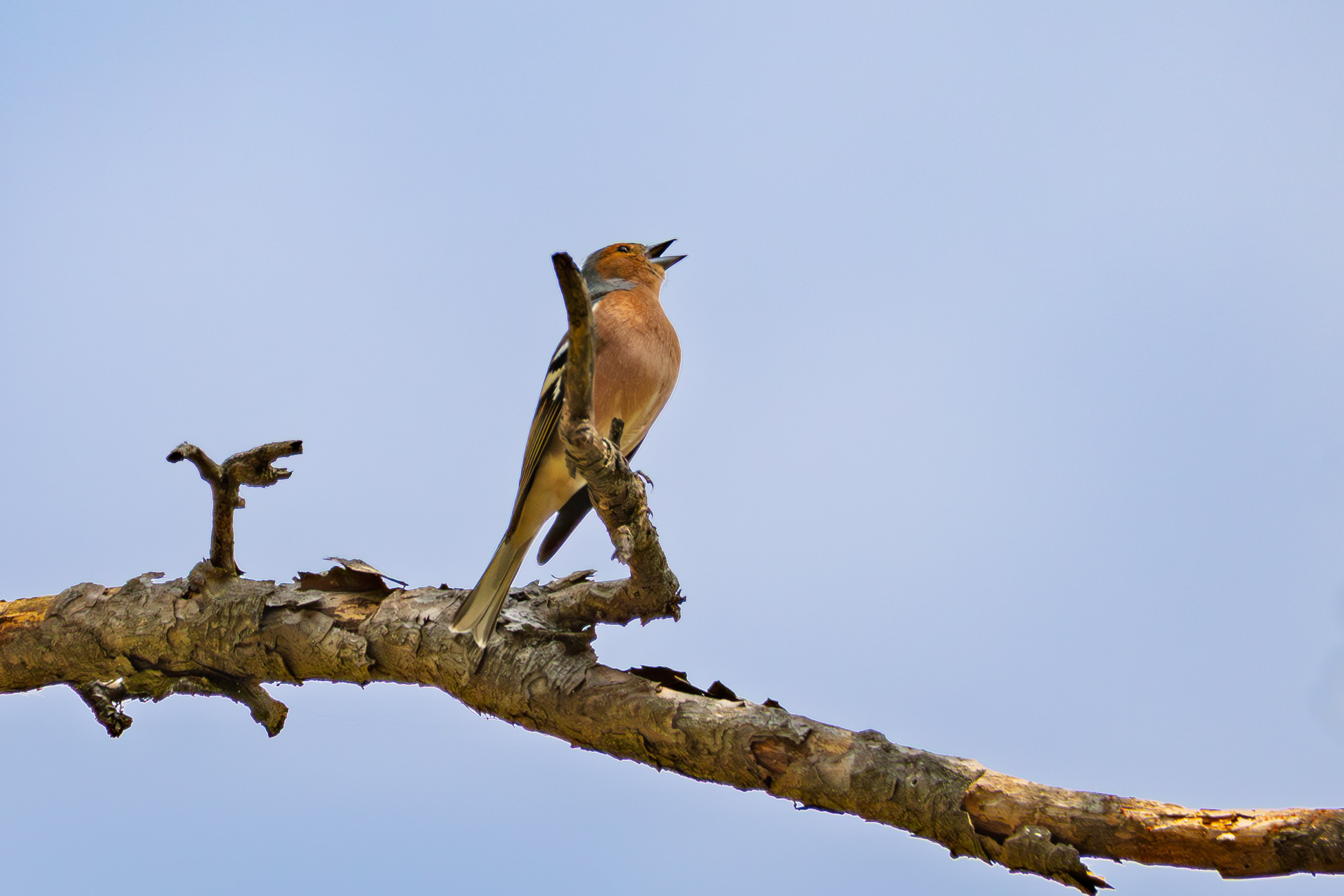 Thasos 2025. Fotografiideplacere.net