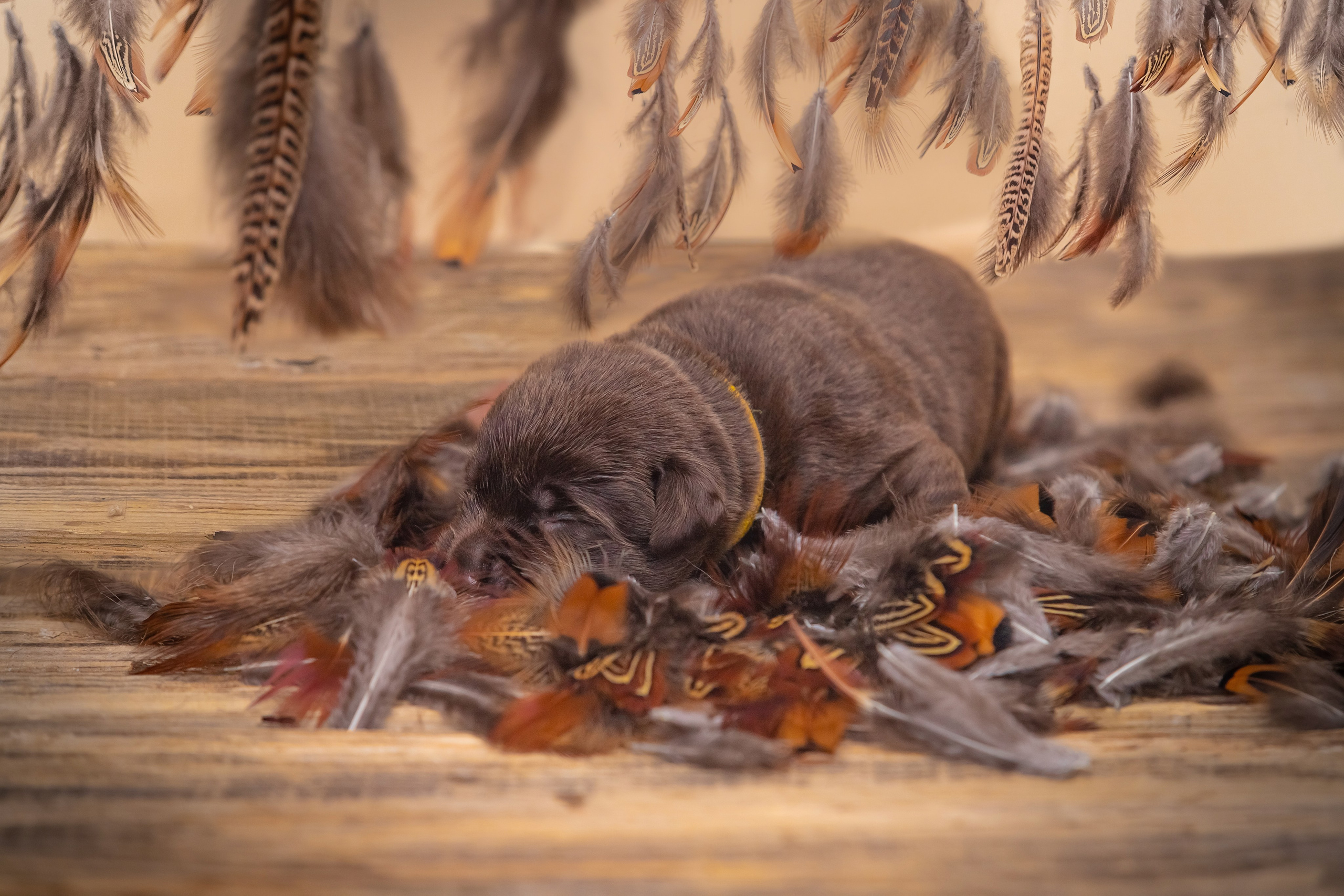 Шоколадний лабрадор ретривер