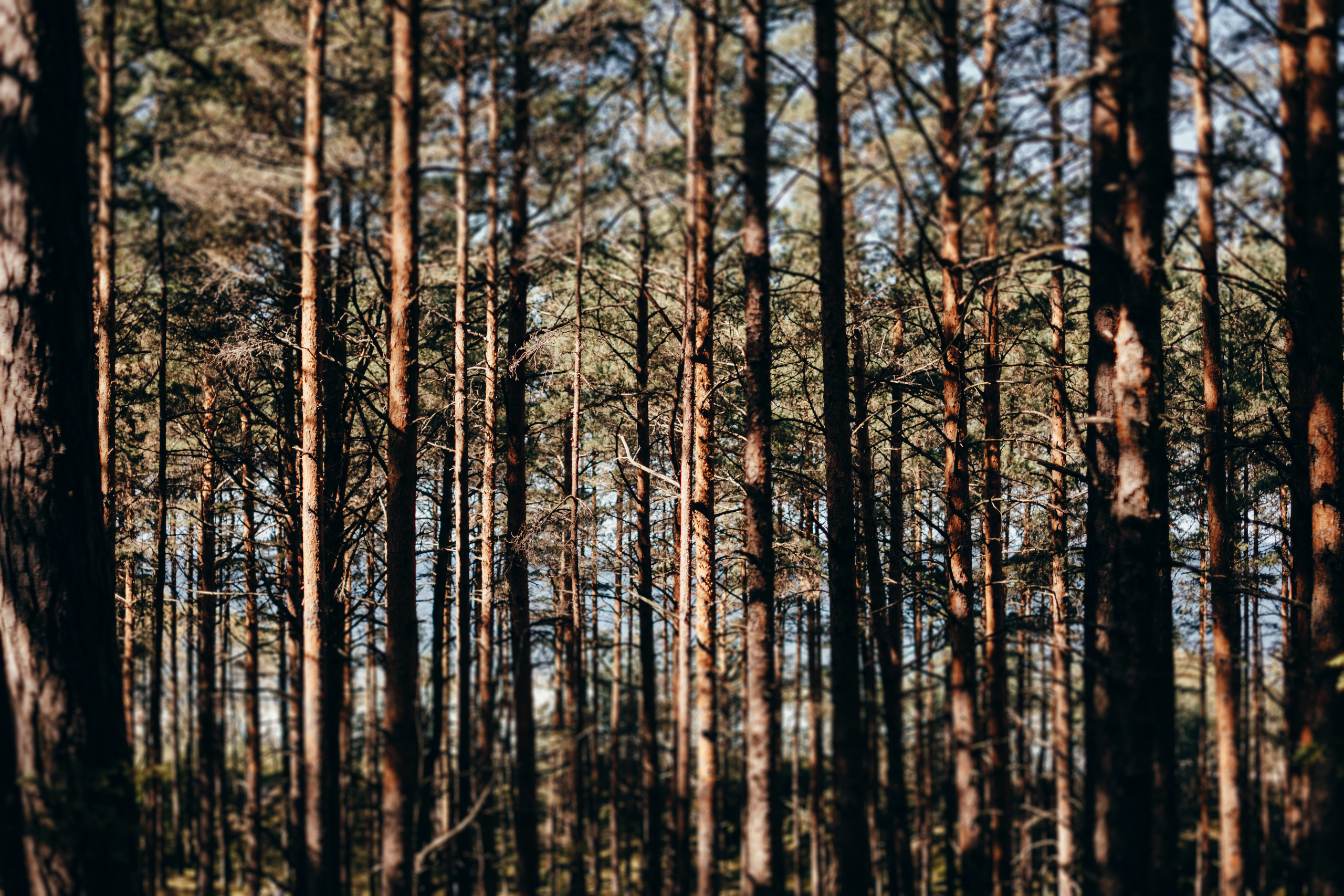 Kāzu stāsts Madara & Dains. Kāzu × Ģimenes notikumu fotografs Edgars Kalniņš