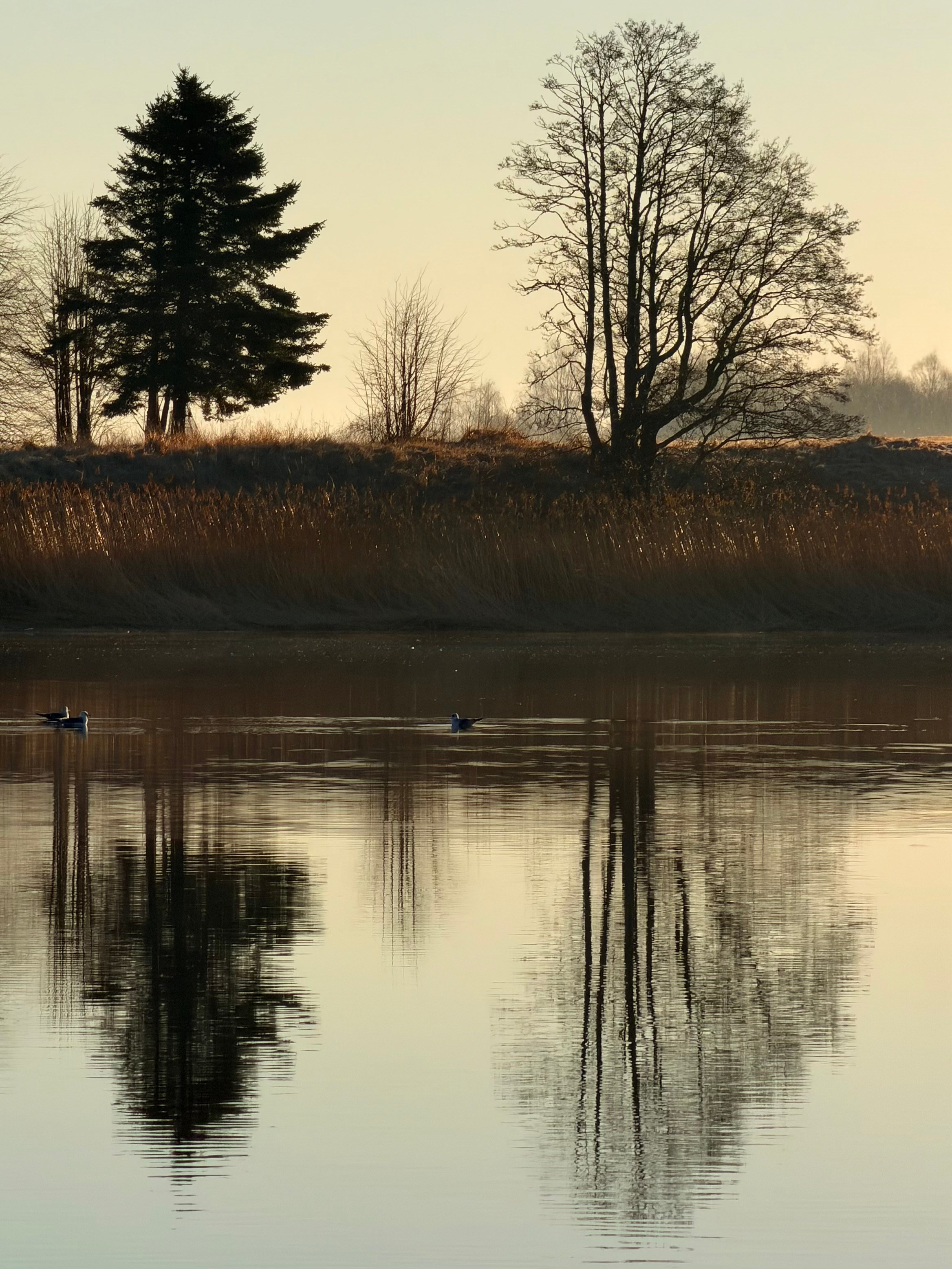 DARBI. Viktorija Ziemele | Videogrāfe
