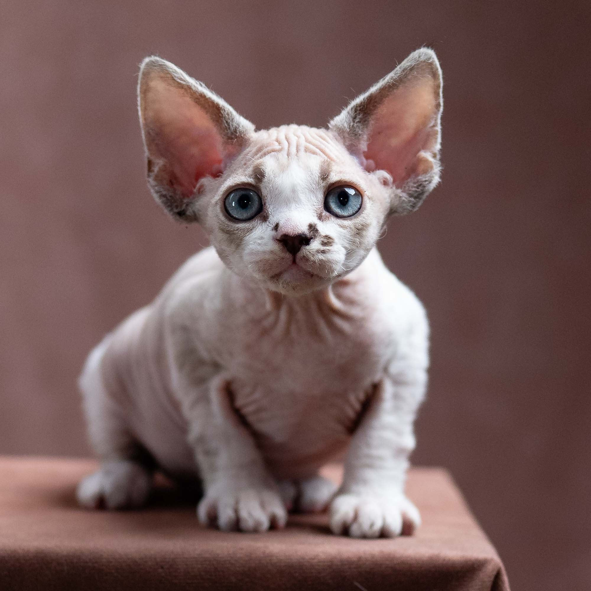 Frank, boy, born on 01.01.25. Devon Rex Pixie Cattery