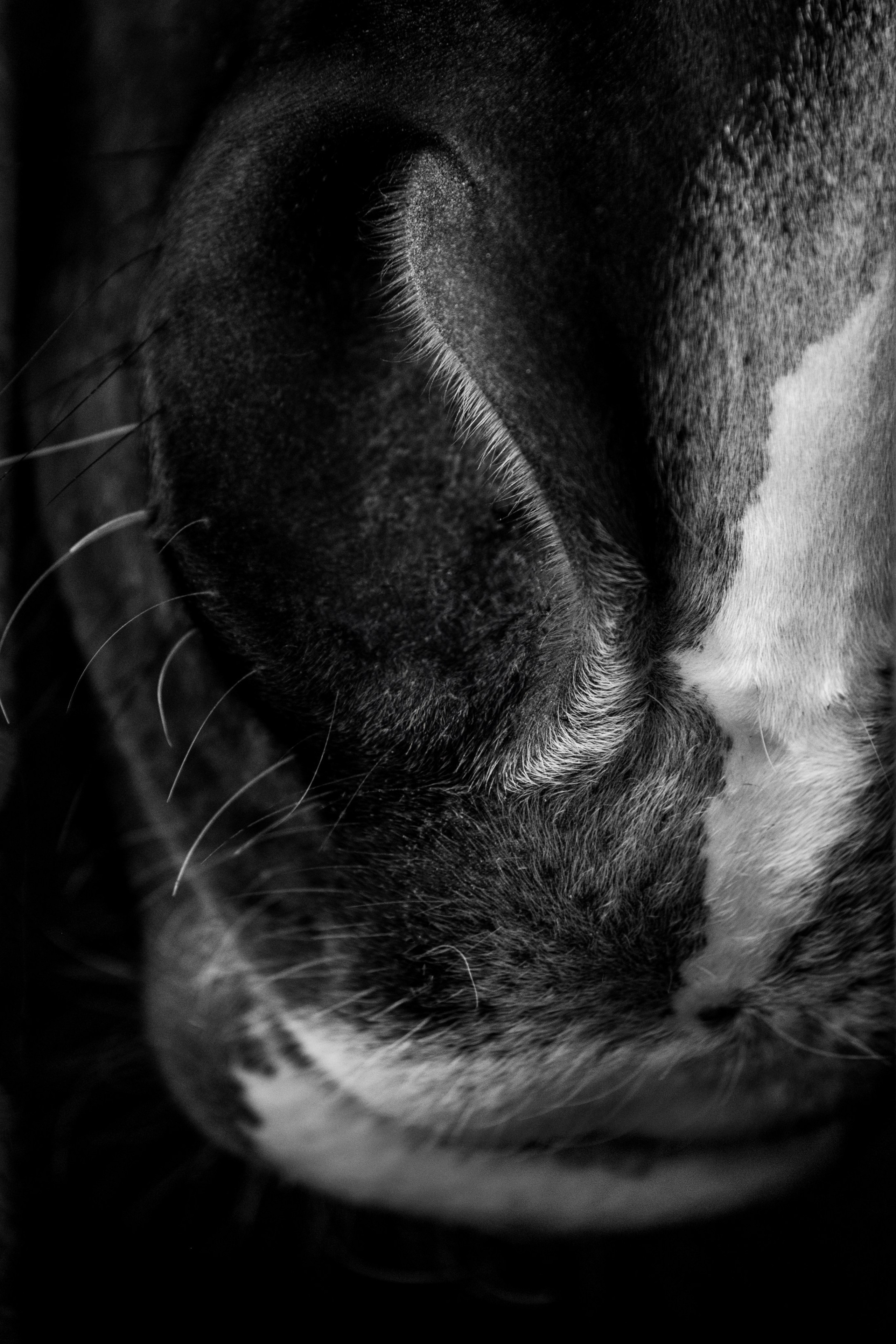 HORSES. Anastasiia Antoniuk portrait, family and couple photographer, Portugal