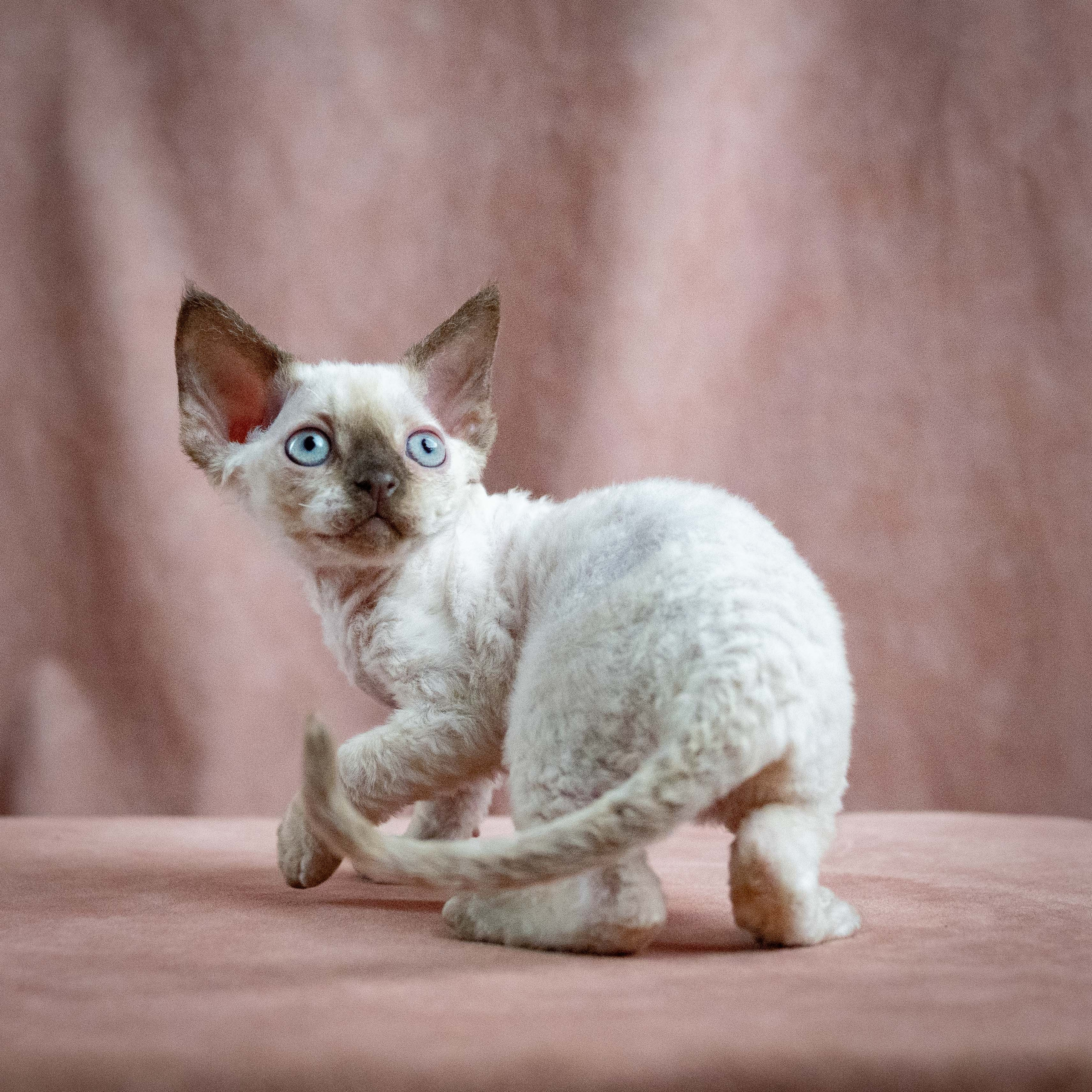 Mila, girl, born 01.15.26. Devon Rex Pixie Cattery