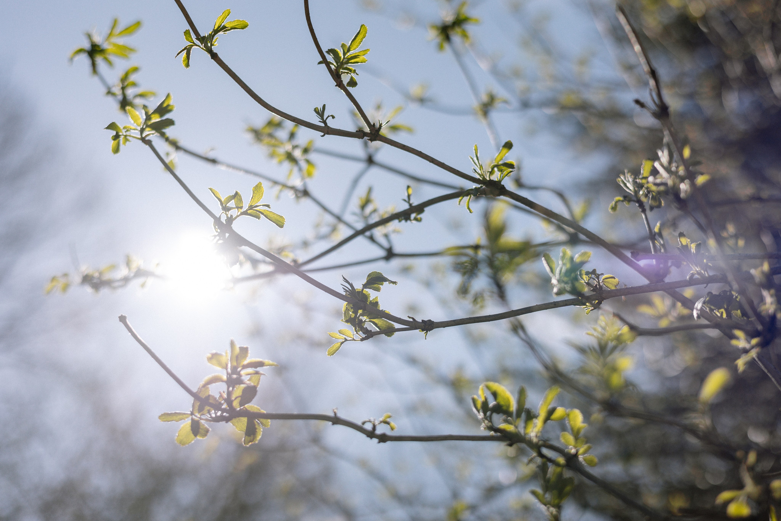 Monika ir Vytautas — miestu alsuojanti trumpa jaunųjų fotosesija Kaune