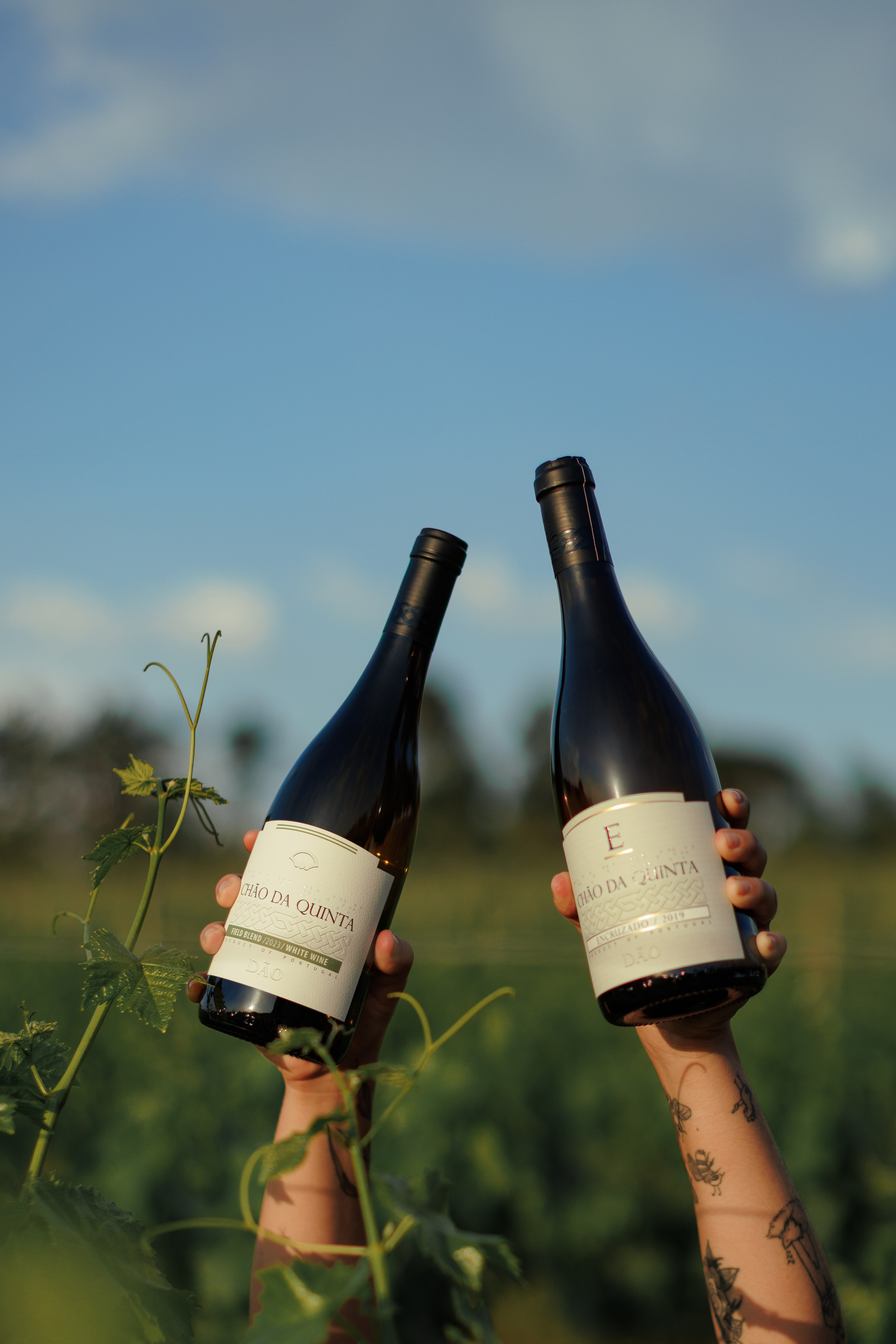 QUINTA CHÃO DE SÃO FRANCISCO. ESTUDIO DOZE