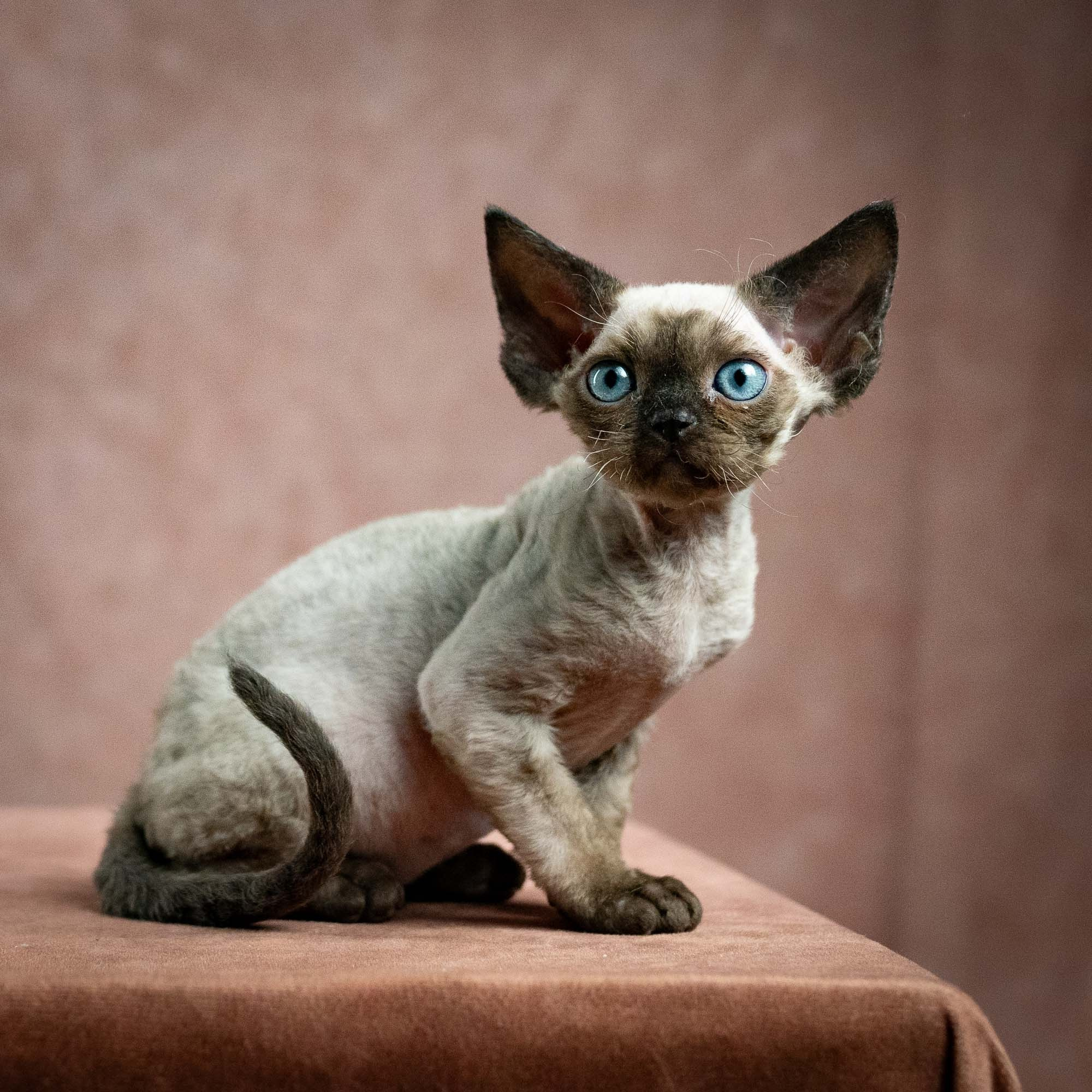 Leo, boy, born 12.20.2025. Devon Rex Pixie Cattery