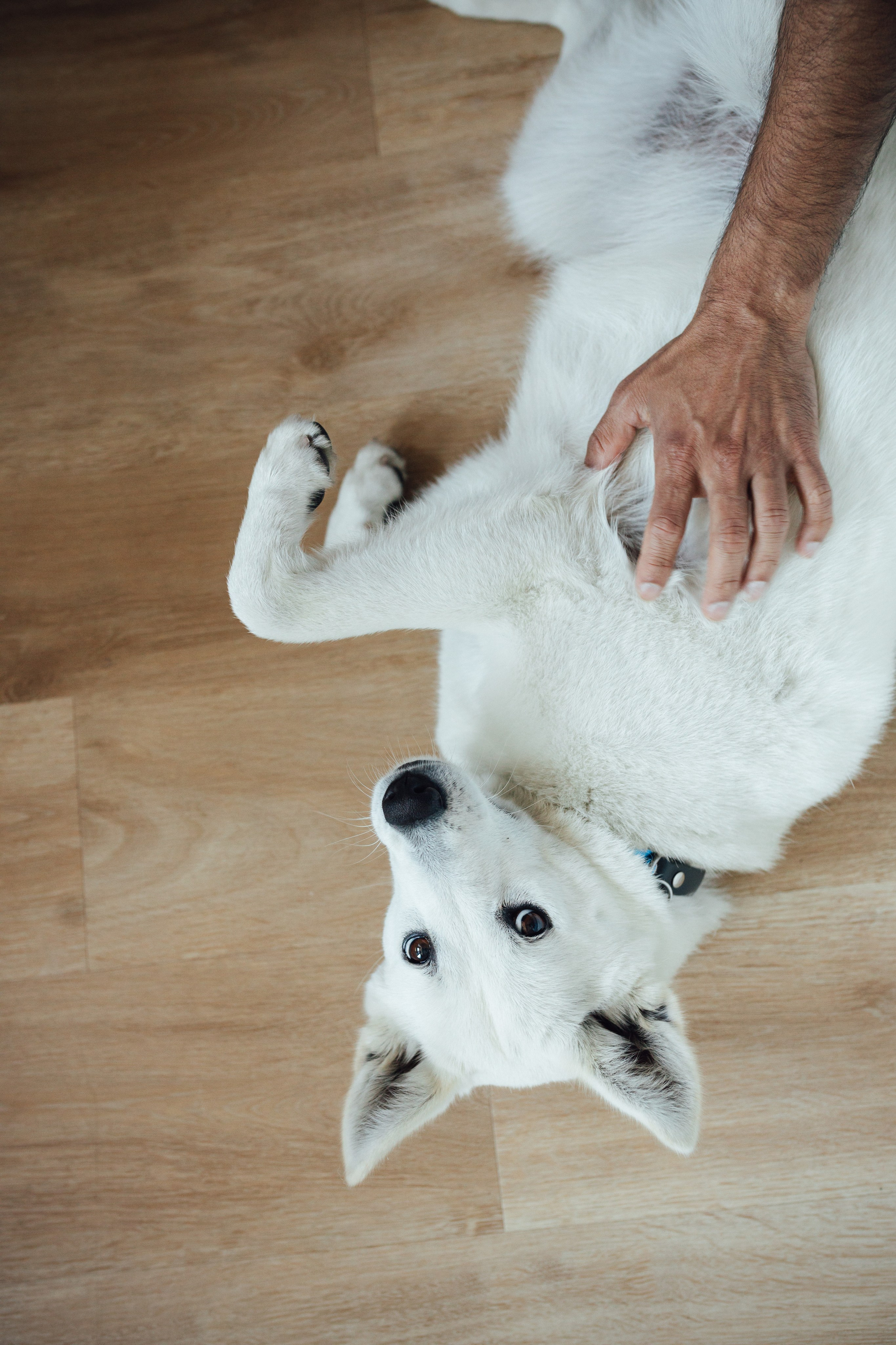 Cozy Home Photo Session. Maternity, newborn photographer in the Bay Area|Iryna Rakivnenko