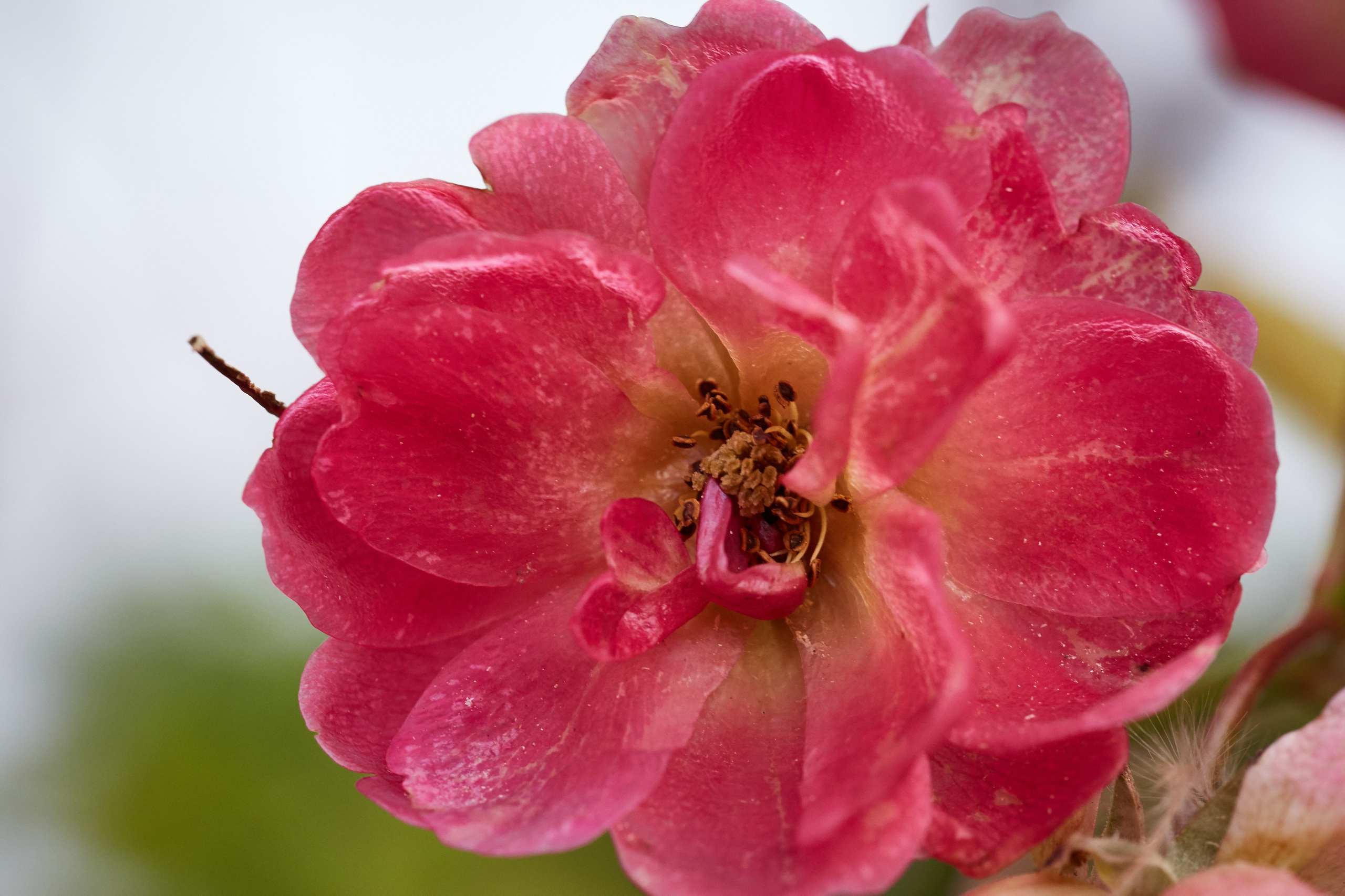 Flori. Pagina principală