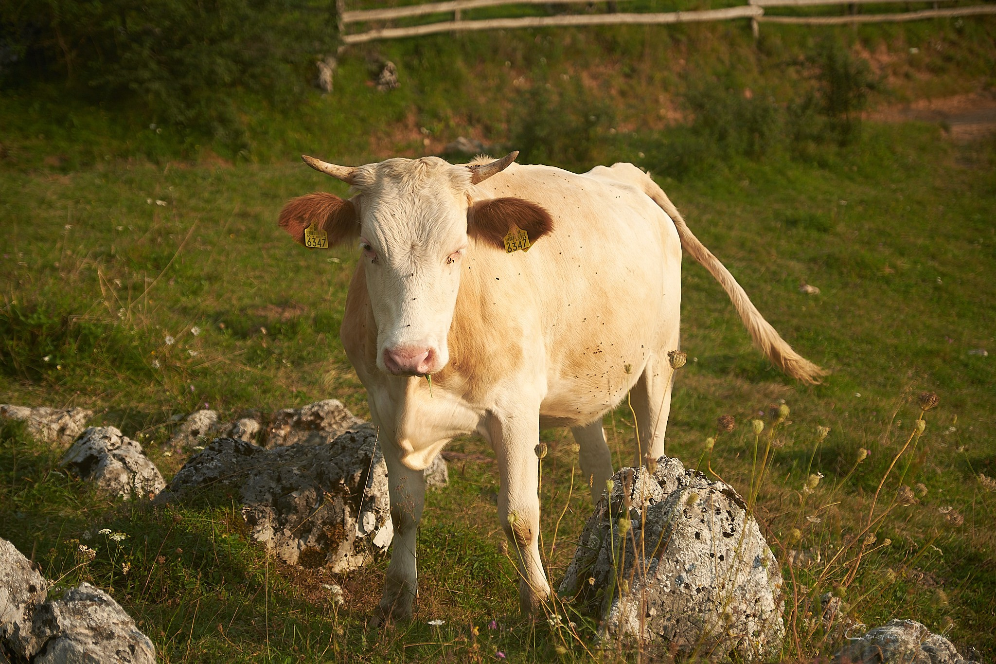 Fundătura Ponorului, jud. Humedoara. Pagina principală
