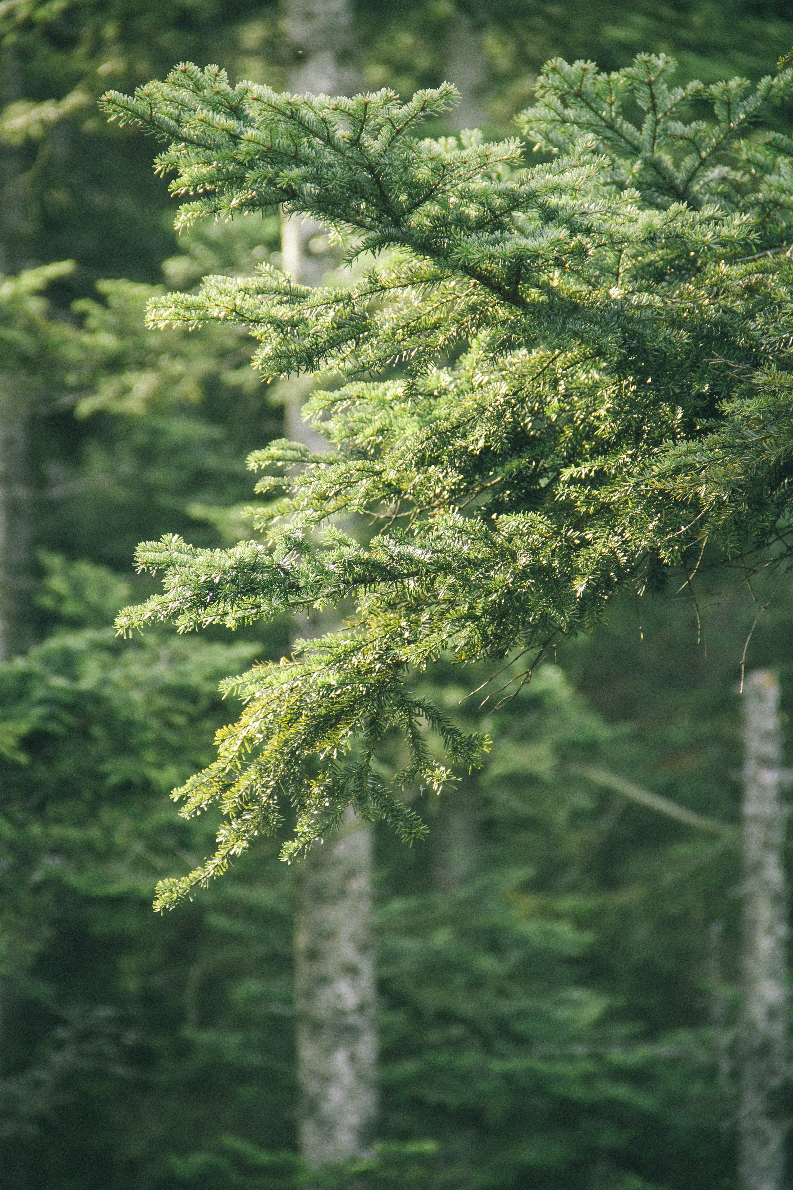 Baumwipfelpfad in Bad Wildbad. Maria Chistyakovа — Fotografin in Karlsruhe, Baden-Baden und Umgebung