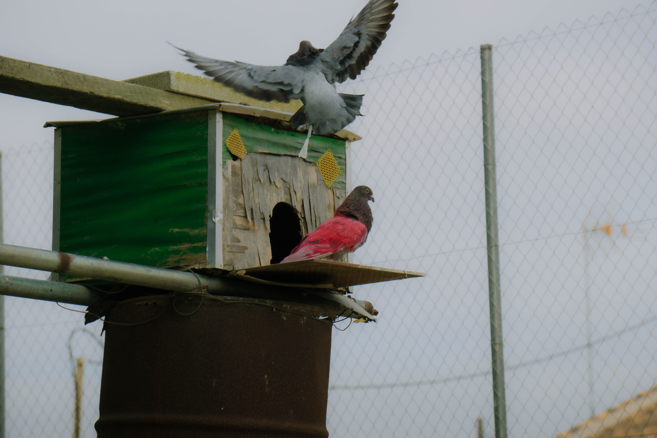 Rojales. Alba del Norte Studio
