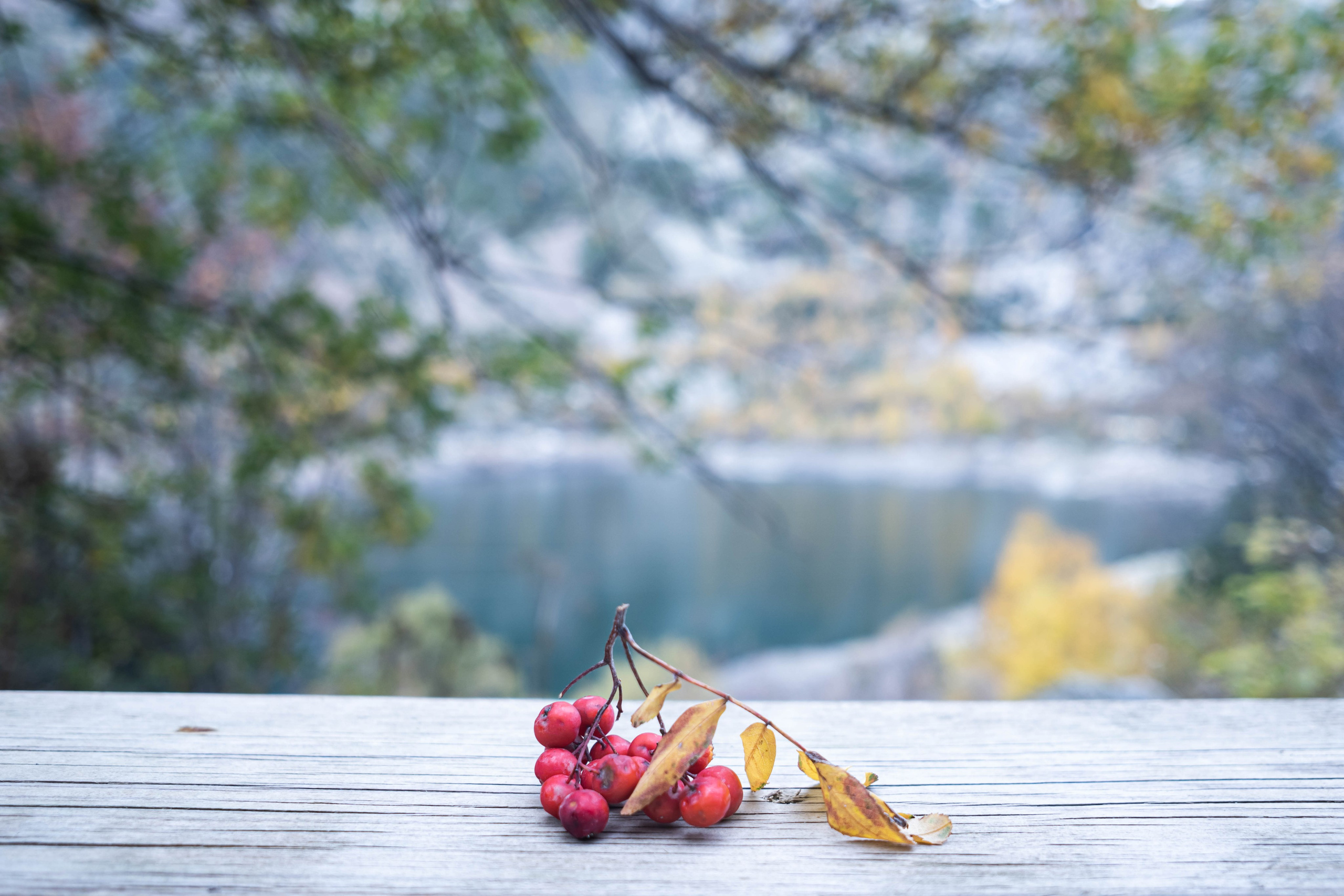 Vall Fosca en otoño. Alba del Norte Studio