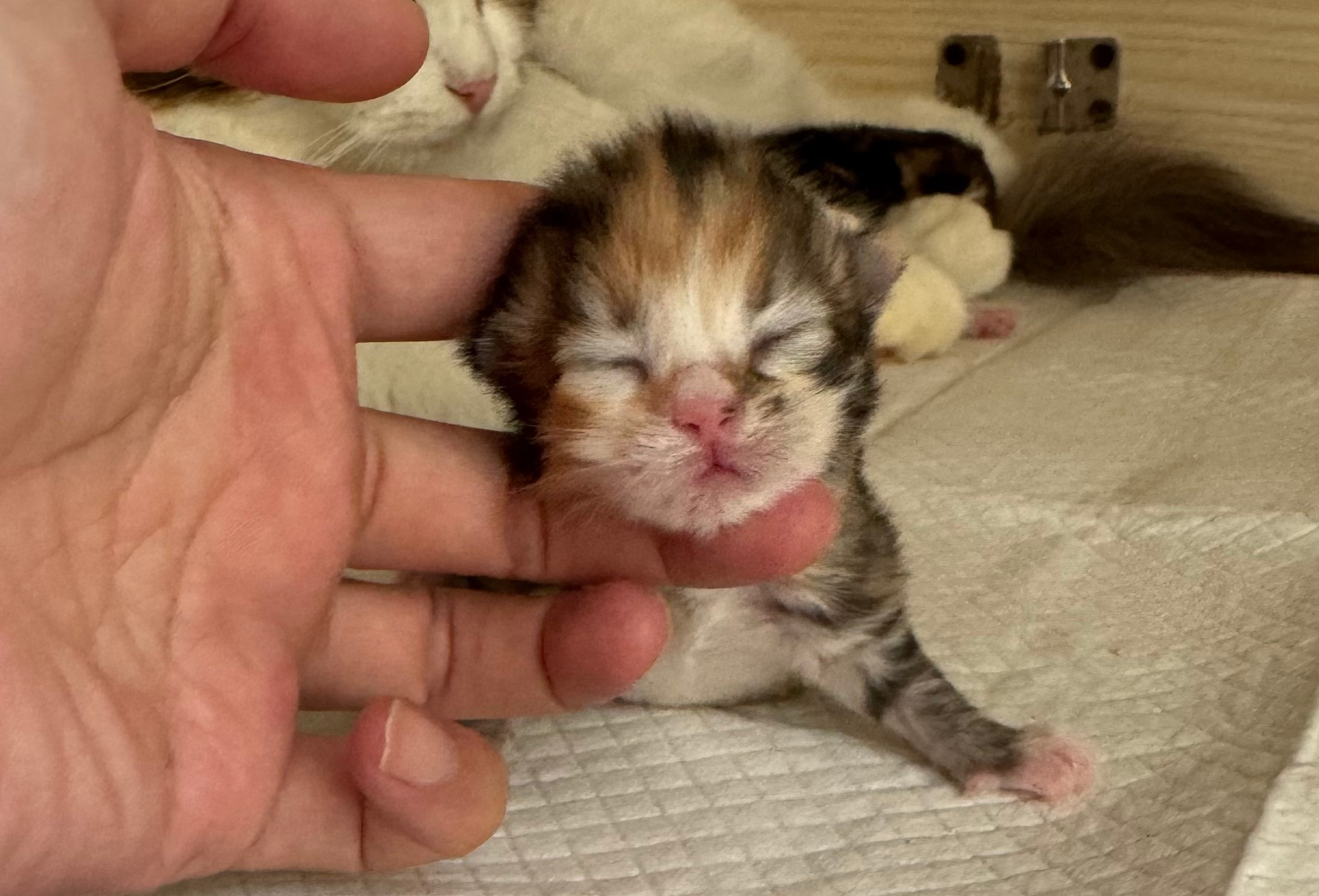BROWN PTD TABBY & WHITE FEMALE