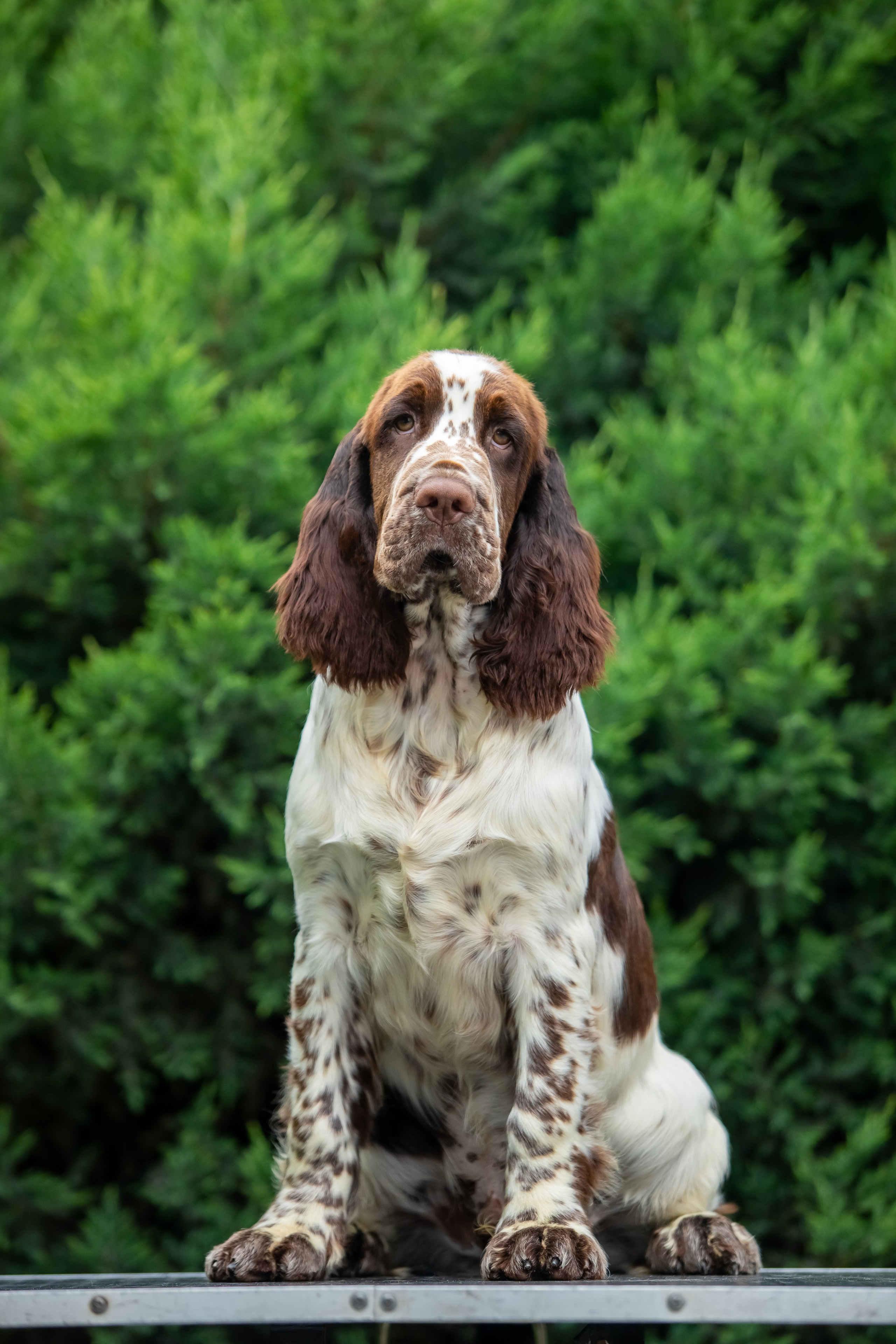 Male — Blue collar 💙. Website of the titled stud dog of the Springer Spaniel breed