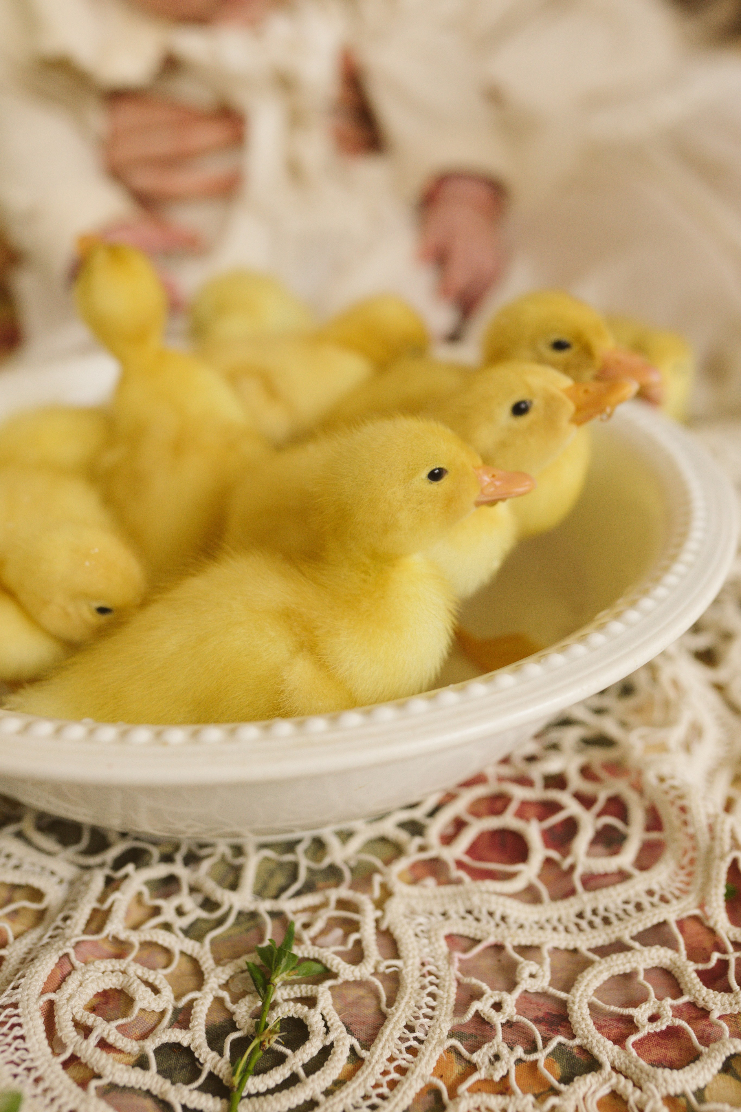 Ședințe Foto de Paște Brașov: Gălbenuș | Mădălina Beda. Madalina Beda- Artist vizual, fotograf, doula la nastere, consultant babywearing Brasov si in toata tara