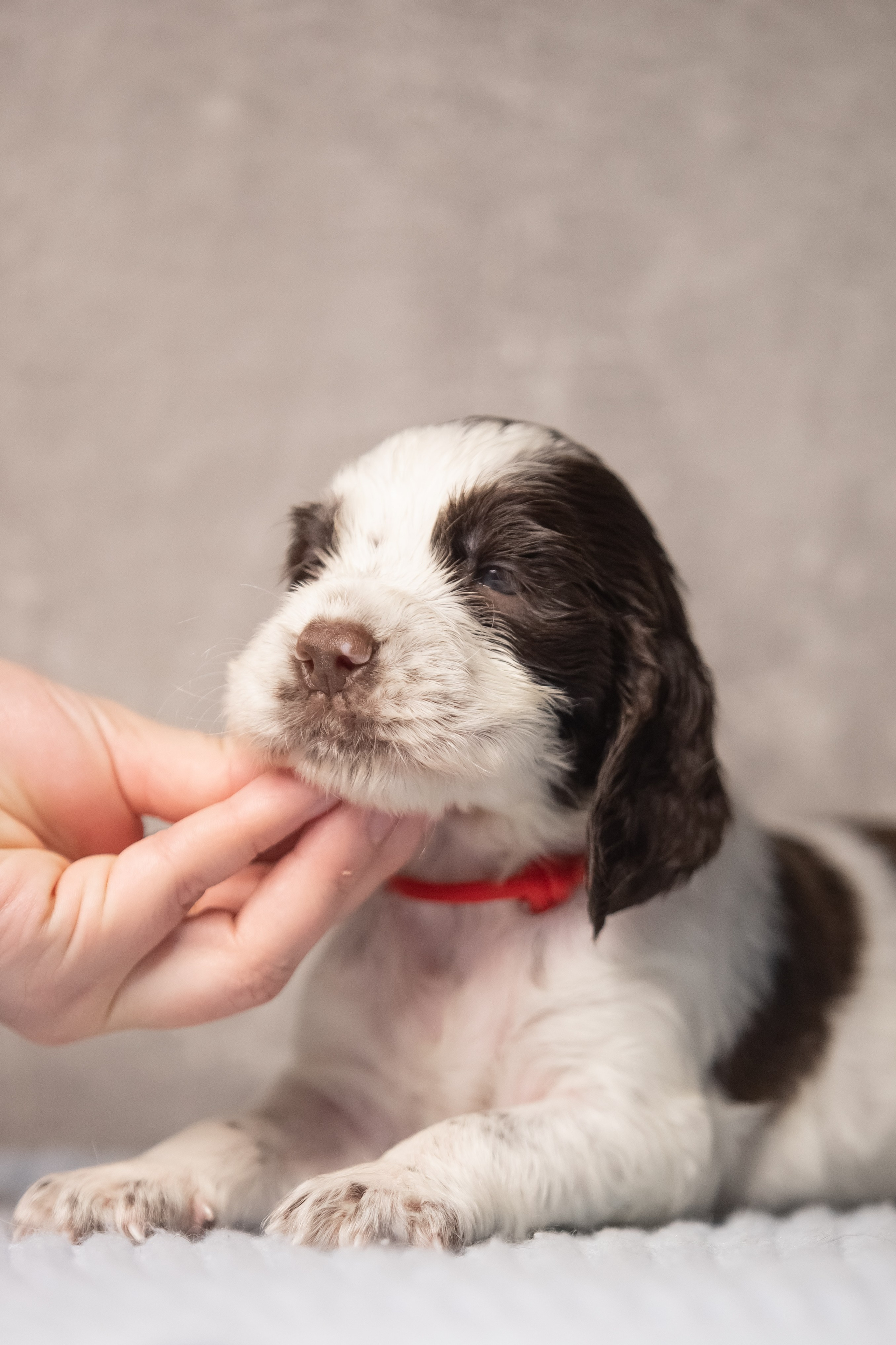 Female — Red collar ❤️. Website of the titled stud dog of the Springer Spaniel breed