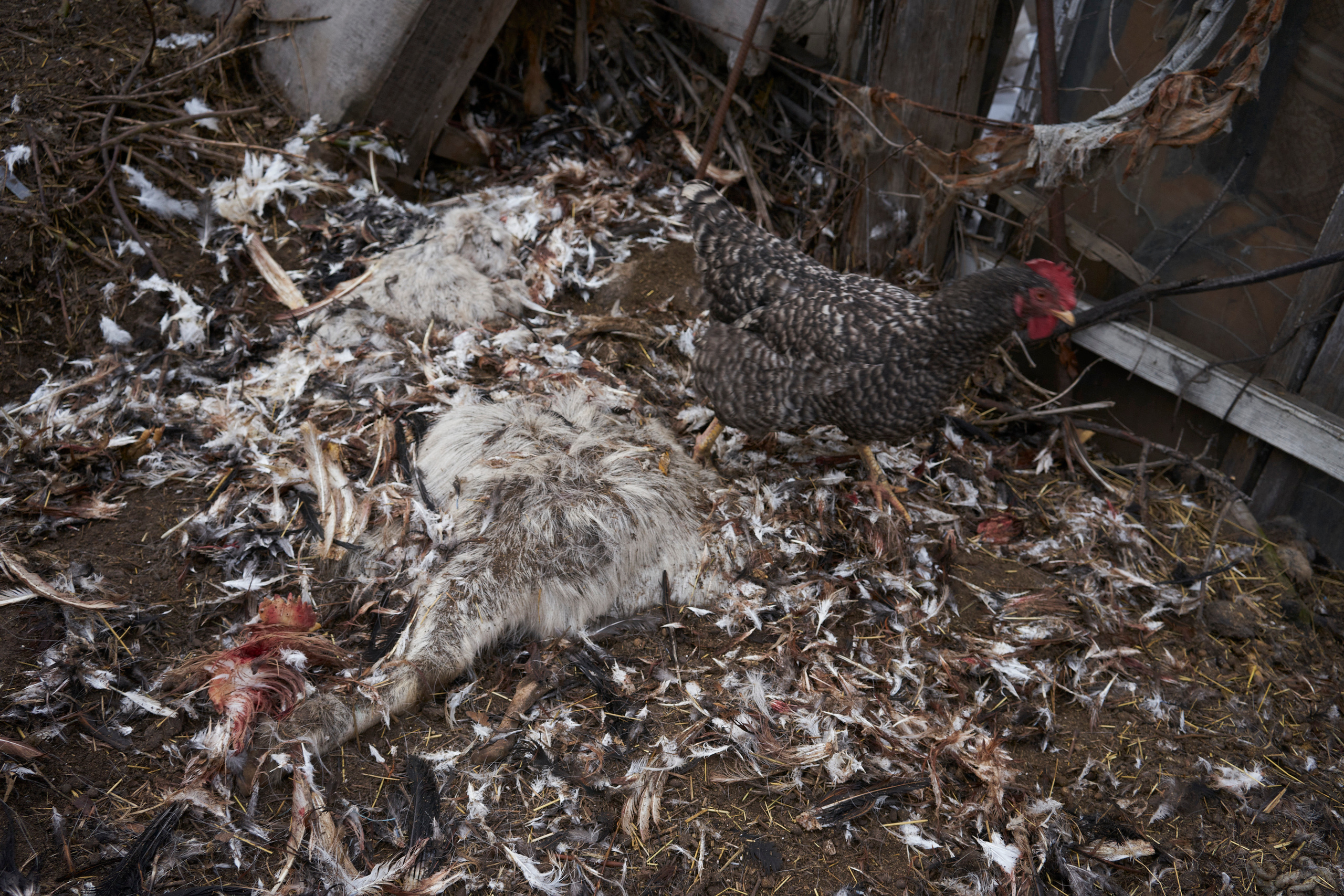 Baturynska 12. Igor Ishchuk documentary photographer