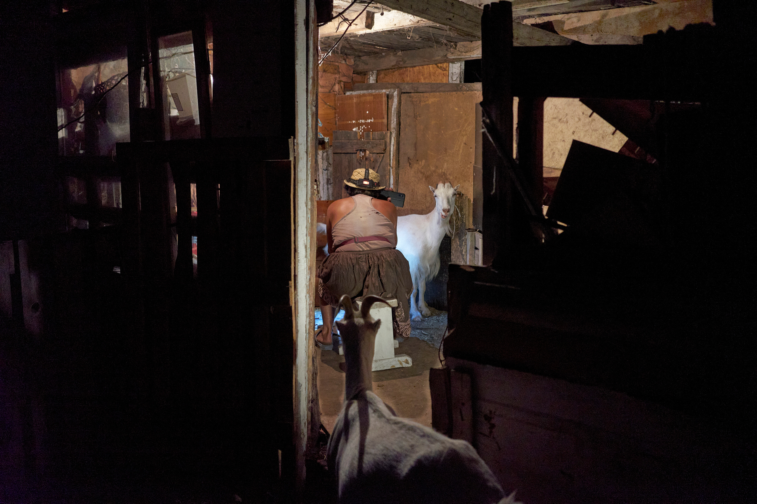 Natalia Dmitrievna is listening to the local news on her smartphone during the goat milking.