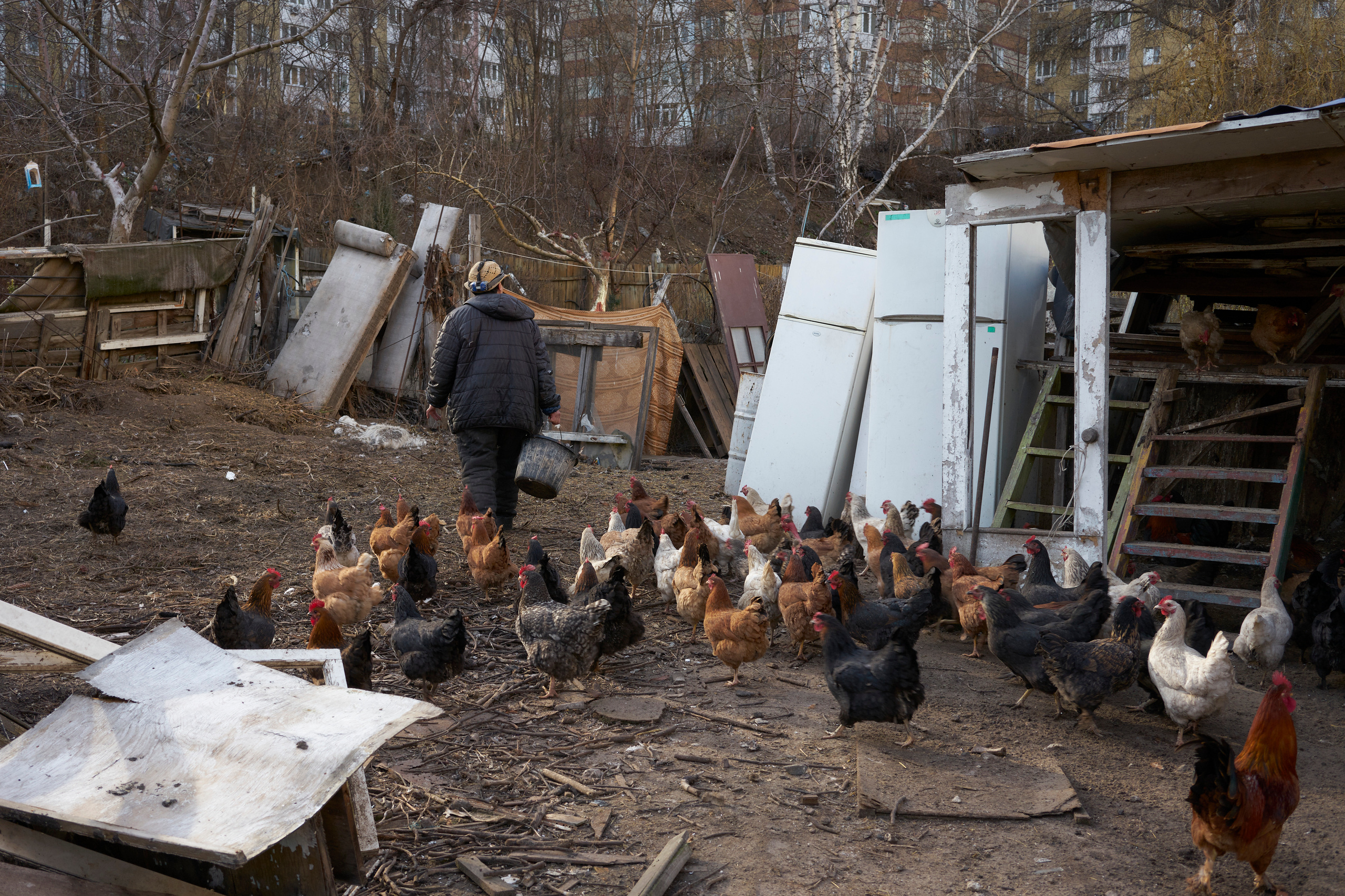 Natalia Dmitrievna is feeding chickens in her backyard.