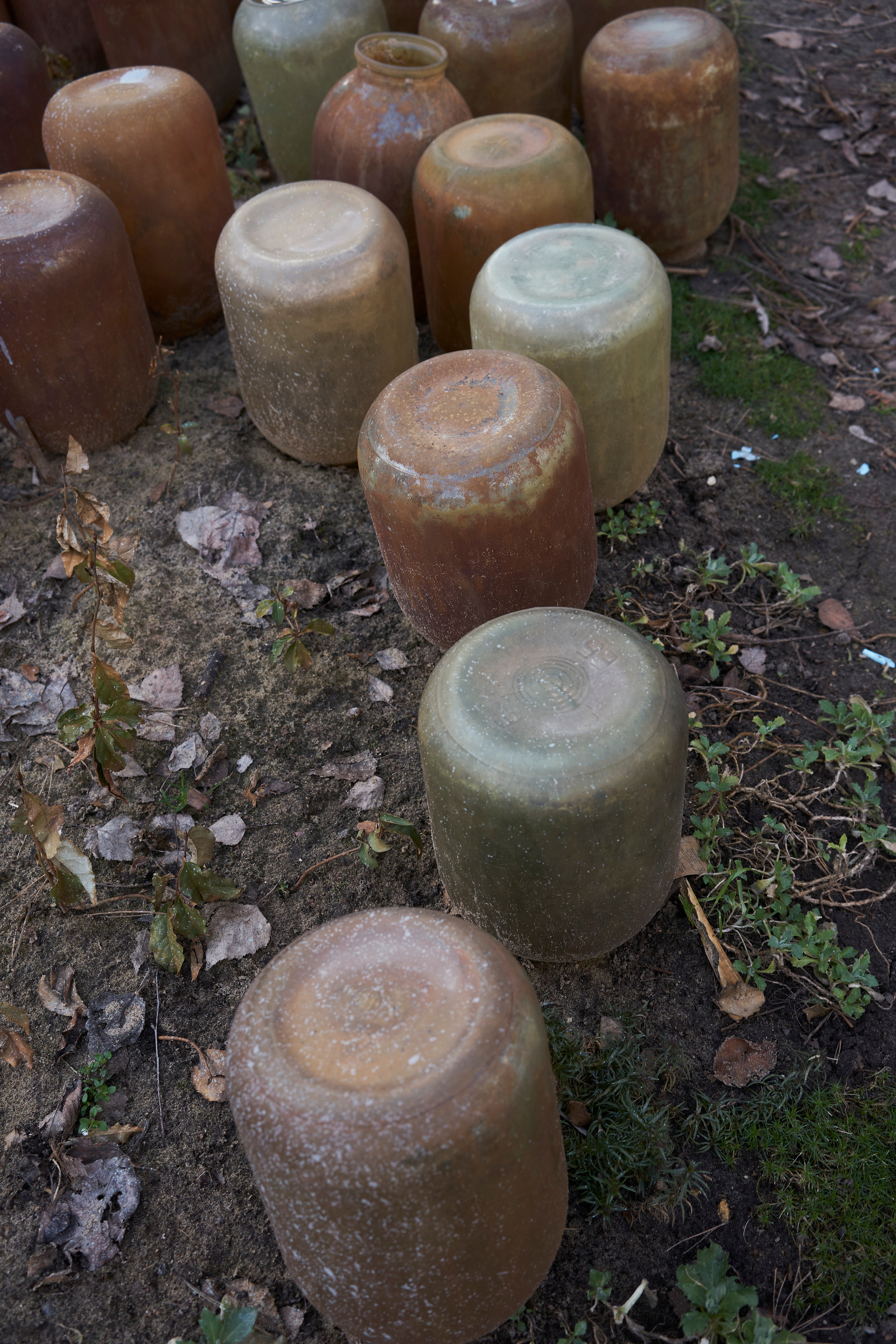 Jars for stalks cultivation in Natalia’s backyard.