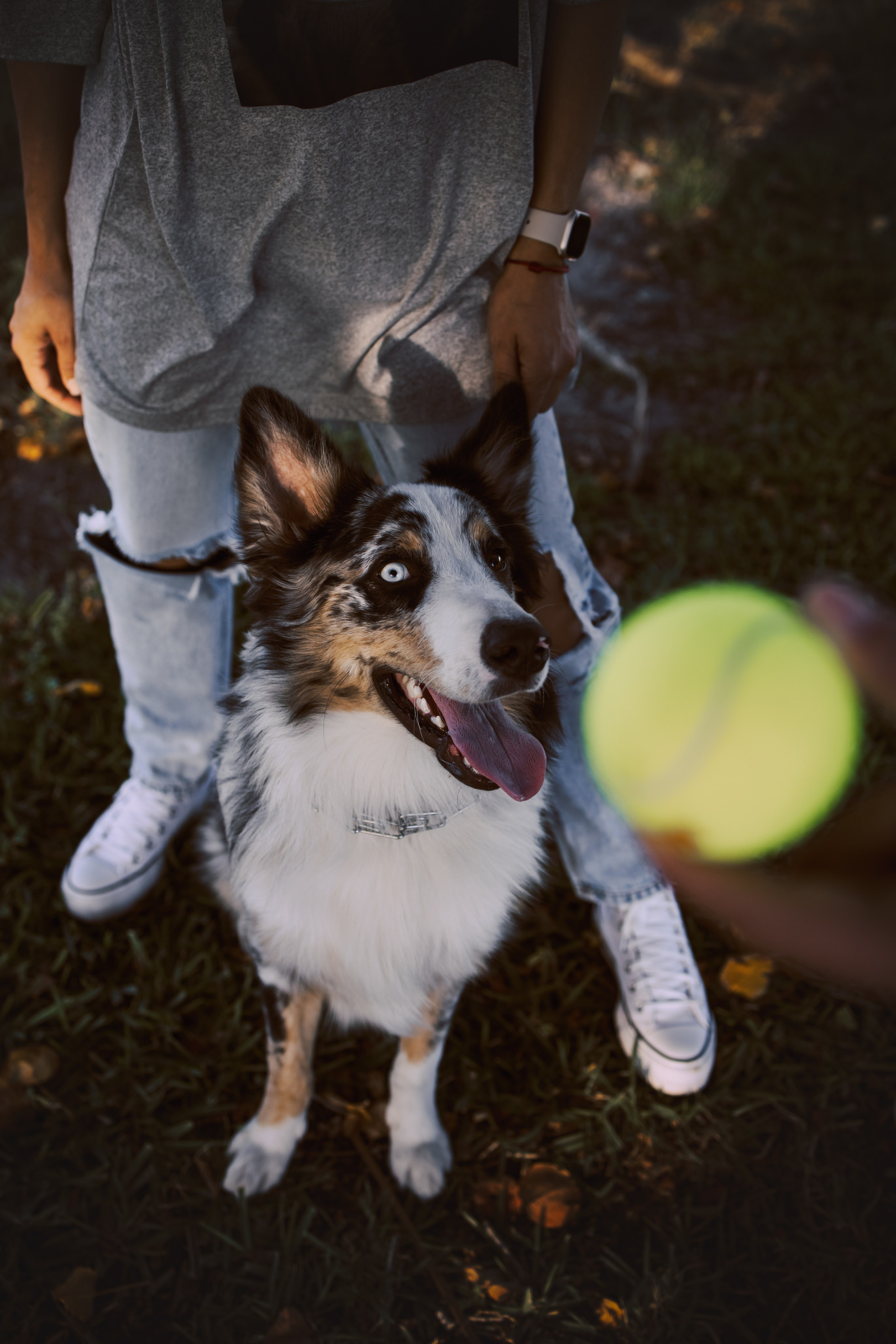 Gru, Marta & Vladimir. Pet Photographer Viktoriya Aleshenko