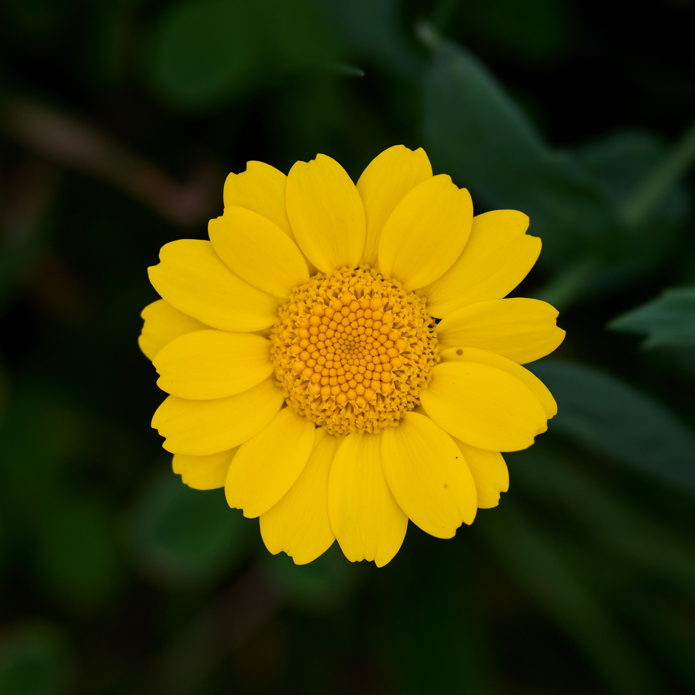 Close-Up. Yuri Popkov | Photographer