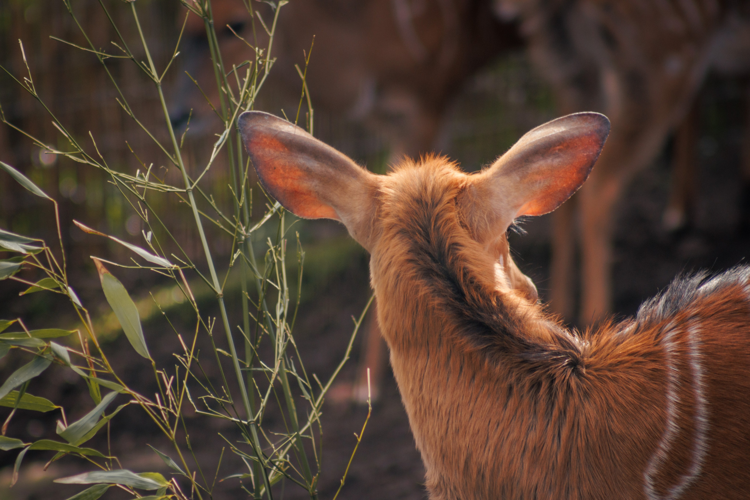 Nature. Portrait and Street photographer in Vilnius Edgar Shaipunas